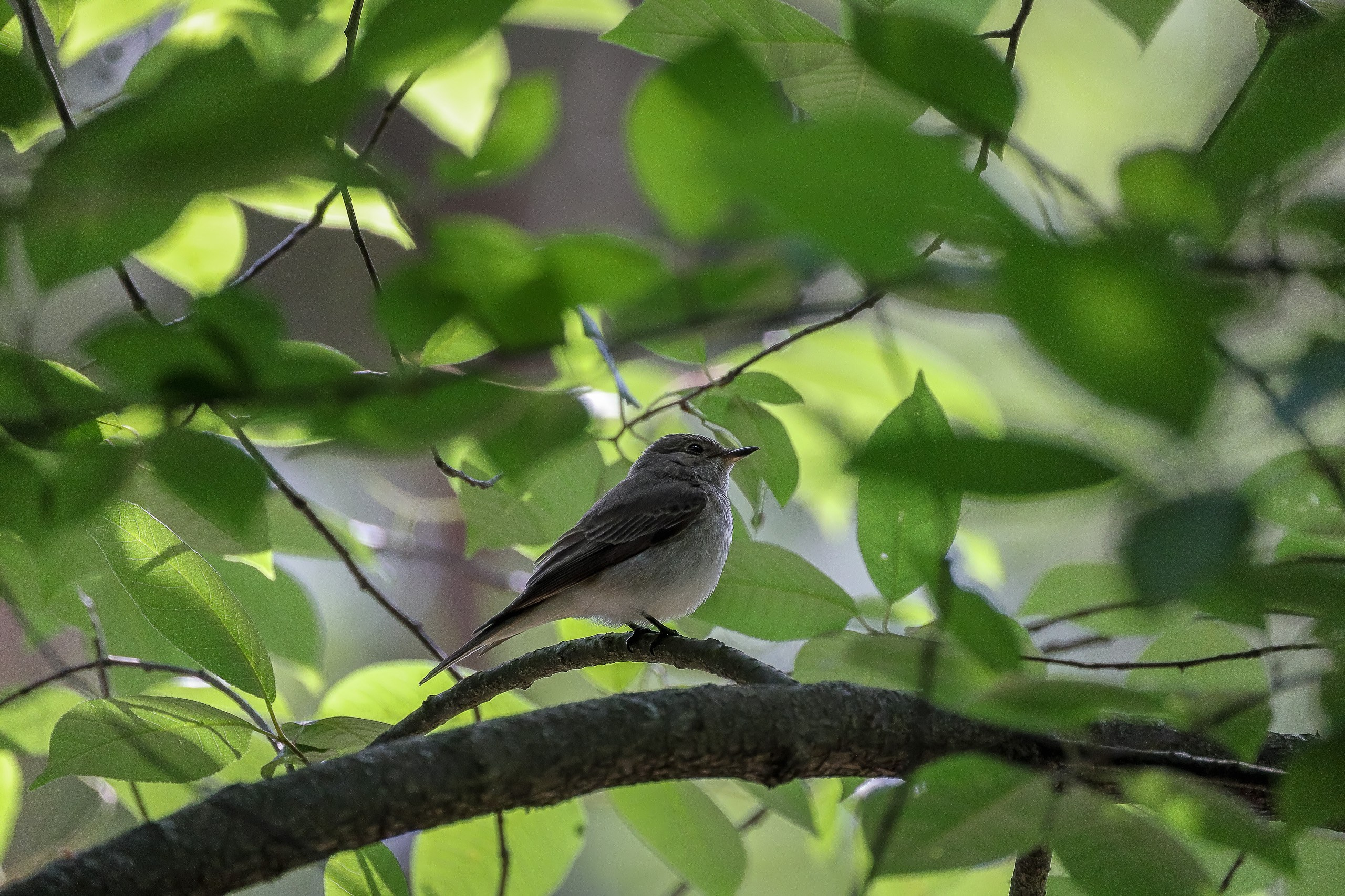 Серая мухоловка