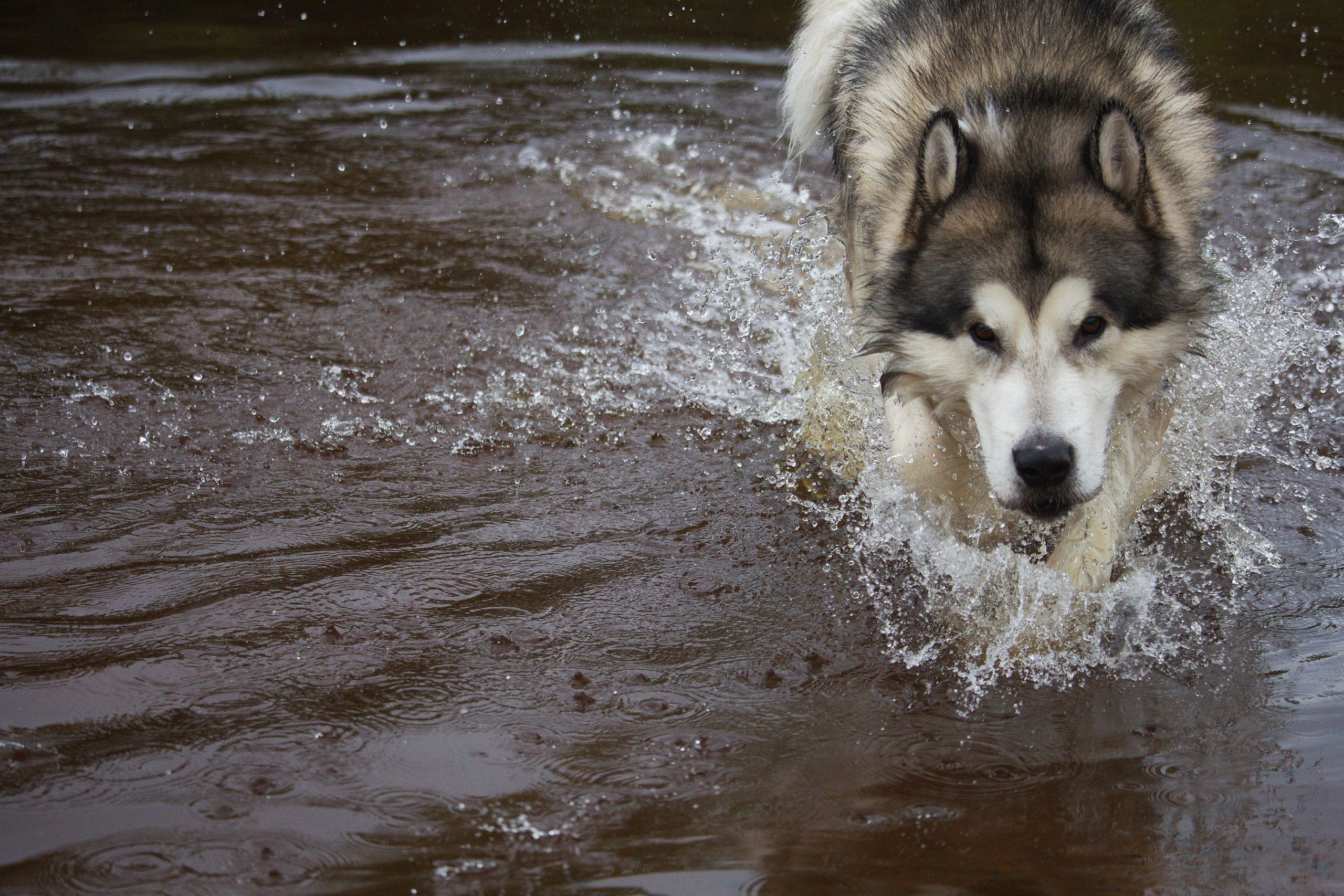 Мои маламуты.Тесей. Лев Постнов.Фотограф. Нижний Новгород