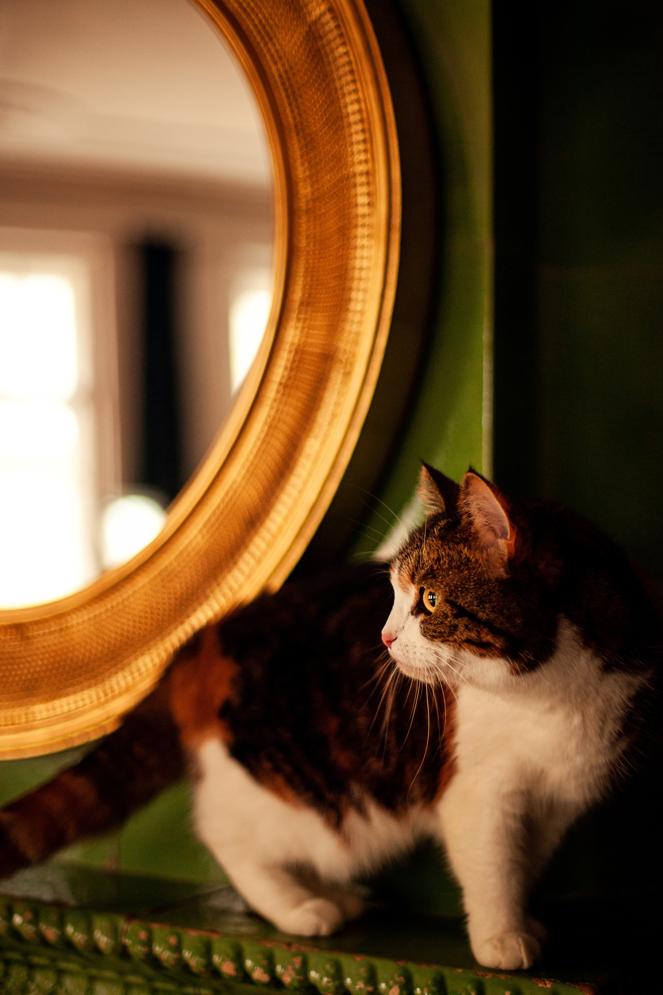 Ольга и ее кошечка Кася. Фотограф Наталья Яковлева, Санкт-Петербург. Семьи, ньюборн, крещения