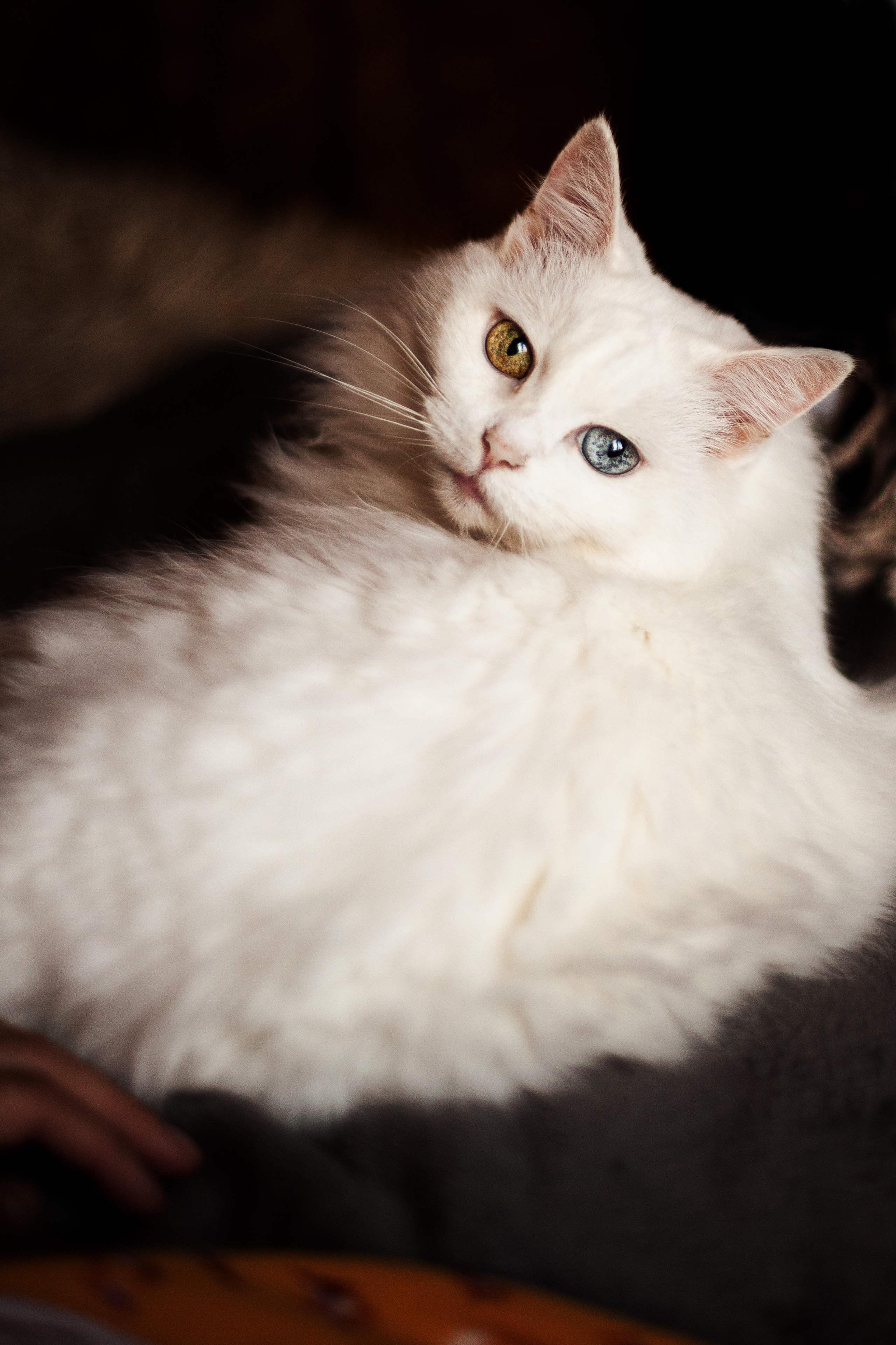 Домашняя съемка в загородном доме. Фотограф Наталья Яковлева, Санкт-Петербург. Семьи, ньюборн, крещения