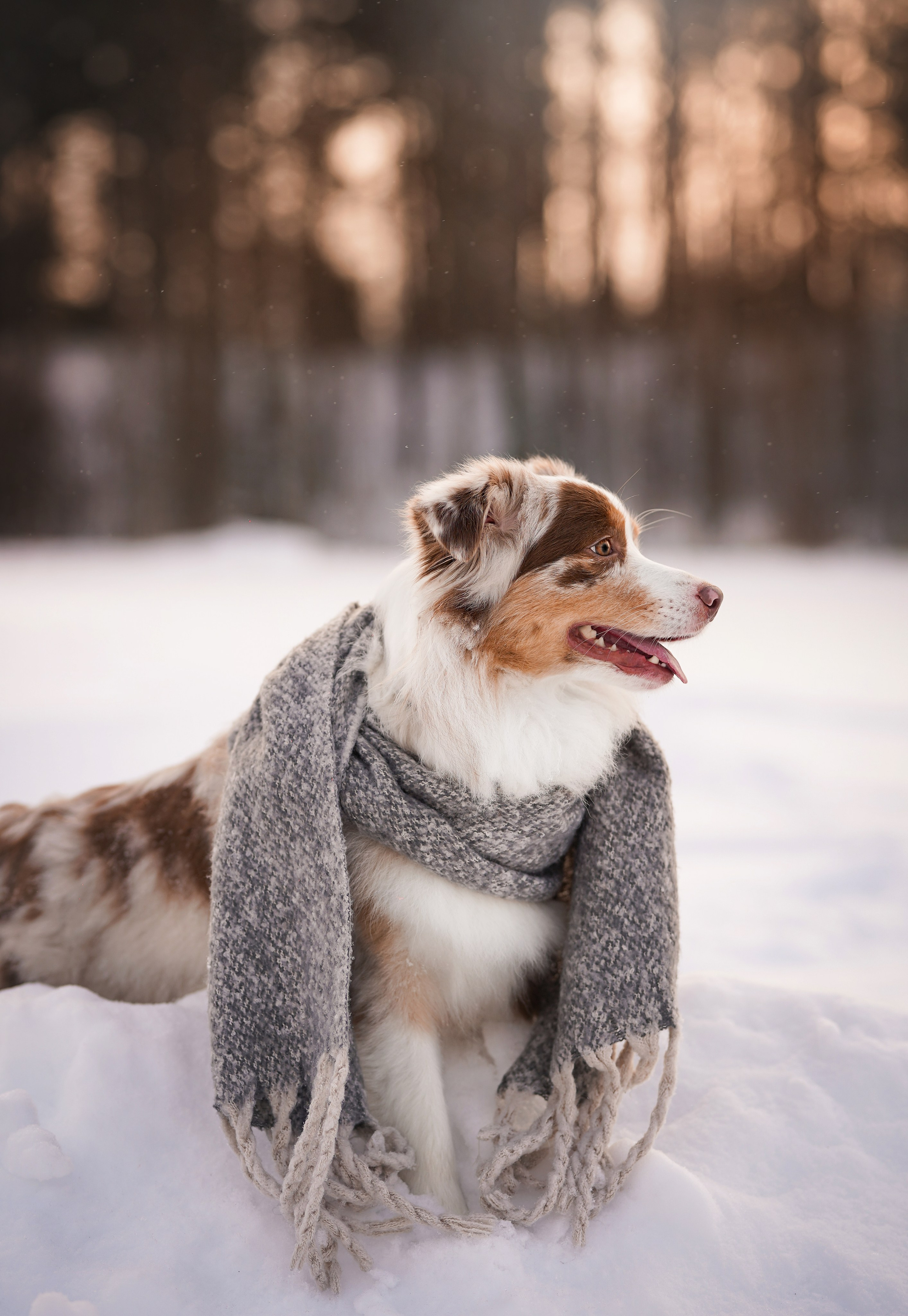 Панда и Юни Карелия. Фотограф-анималист в Санкт-Петербурге Яна Мартынова