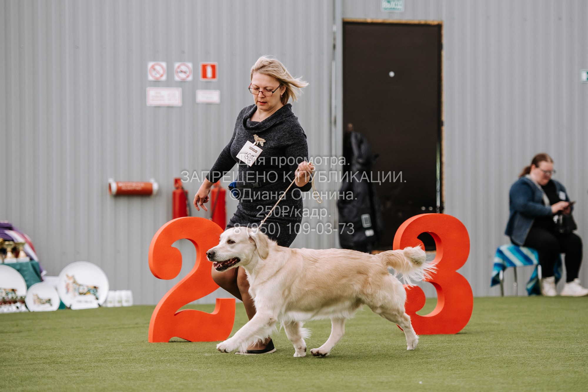 Выставка собак Красноярск 2.06. Фотограф Диана Оленина Красноярск / Братск