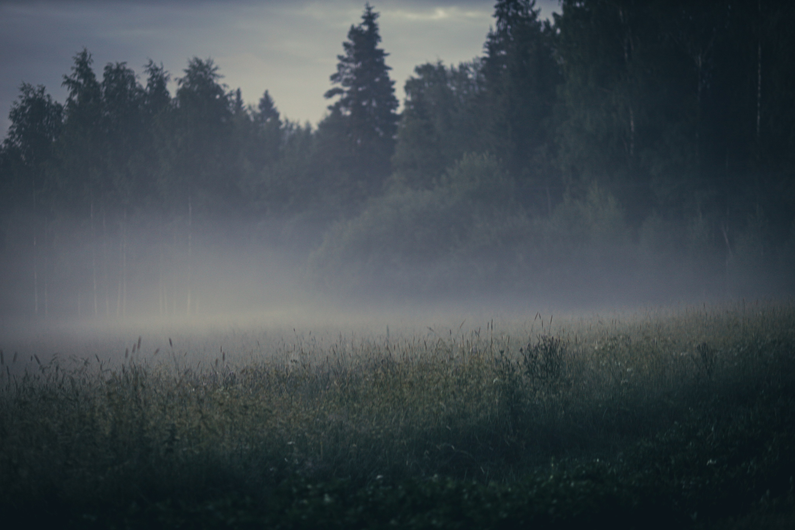 Природа &. Фотохудожник в СПб