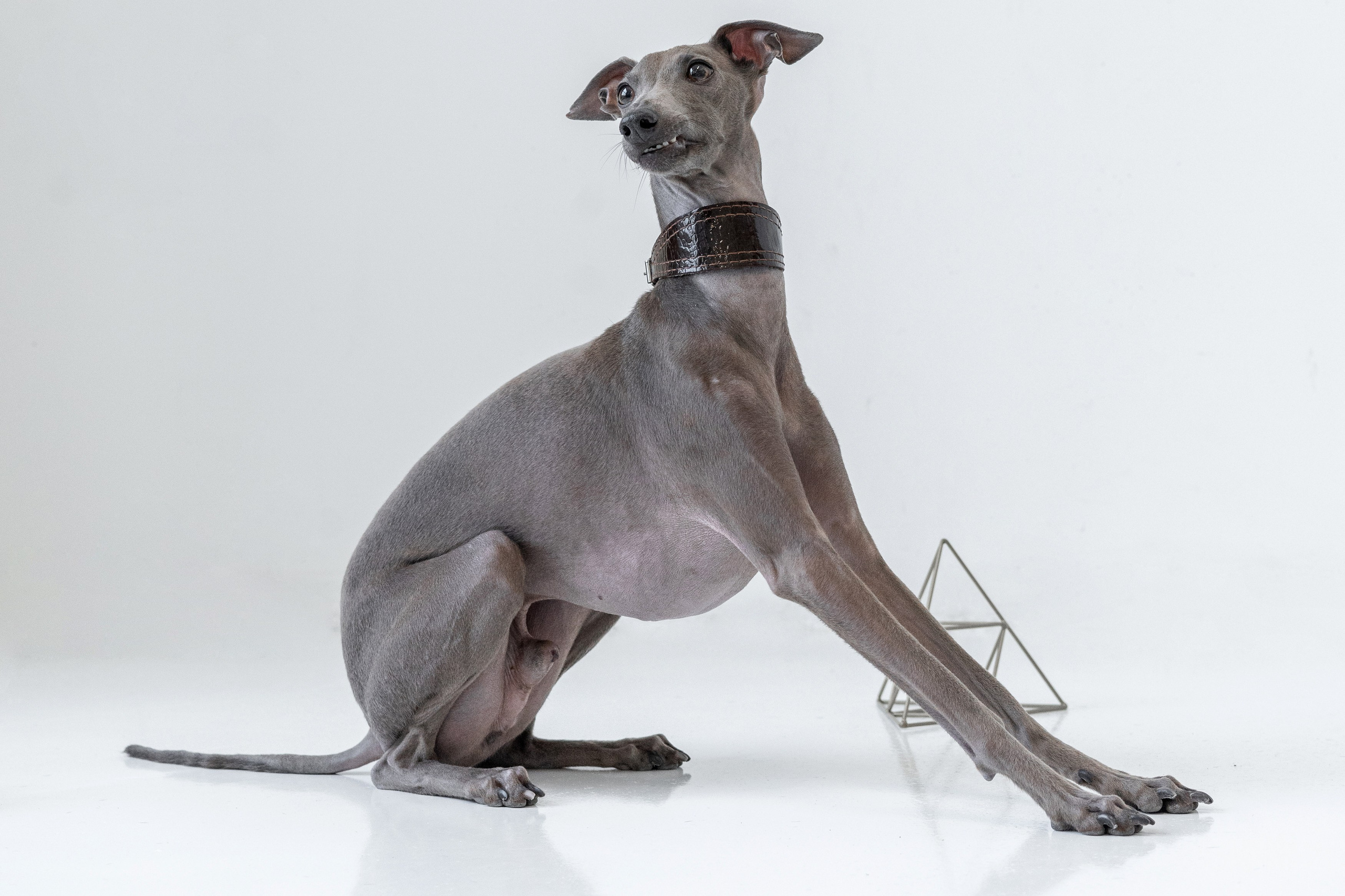 Анимализм. Портретный фотограф Олеся Владимирова в Москве