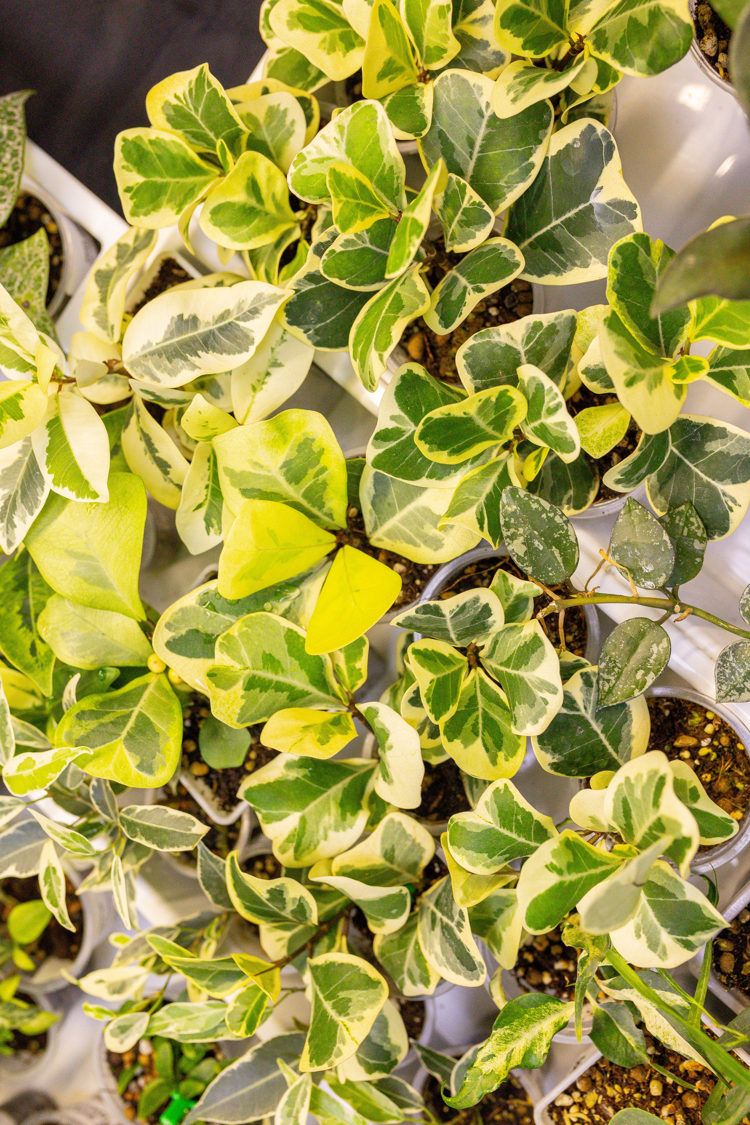 Монстериум 11–12 октября. Александра Куликова фотограф, Москва