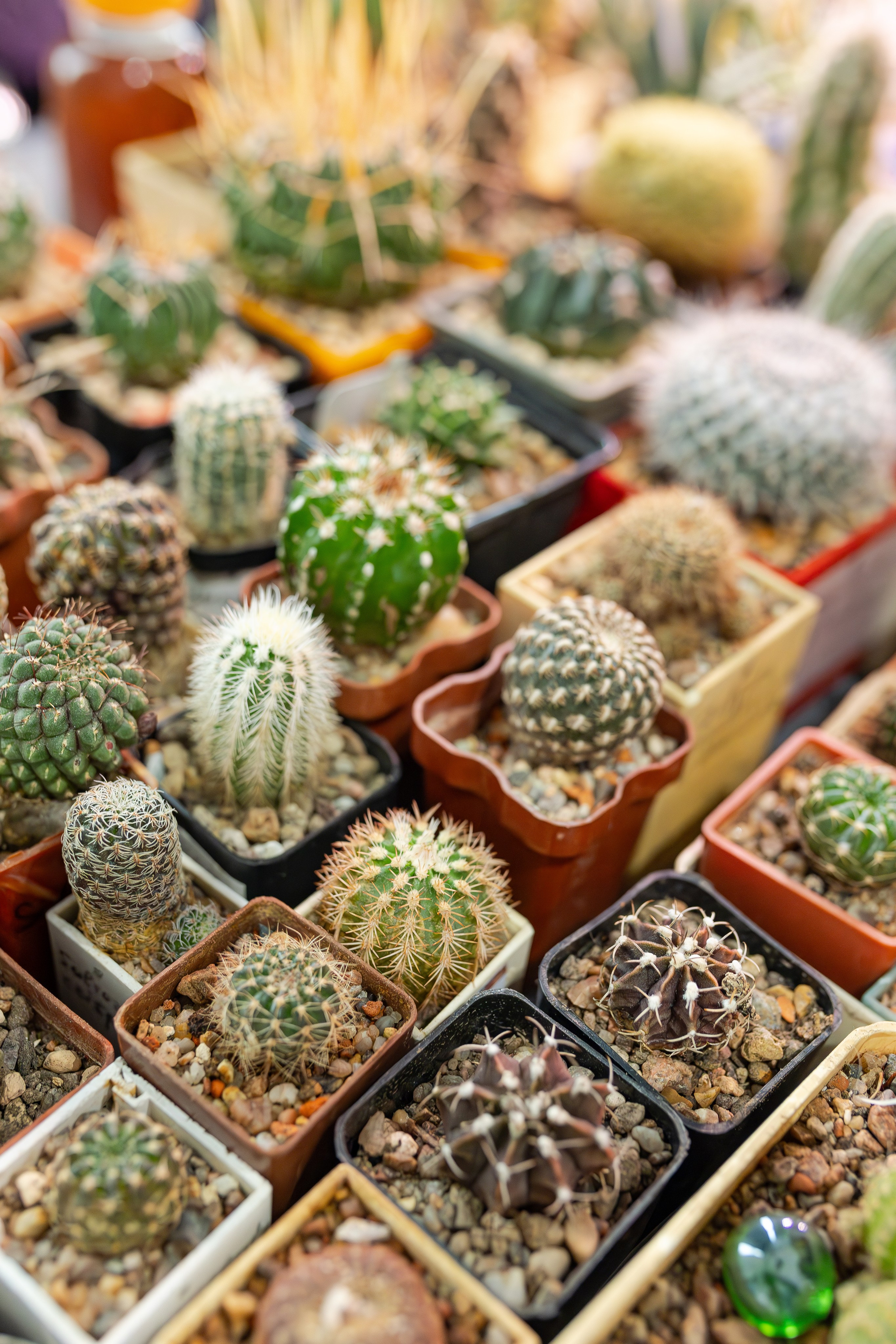 Монстериум апрель 2026. Александра Куликова фотограф, Москва