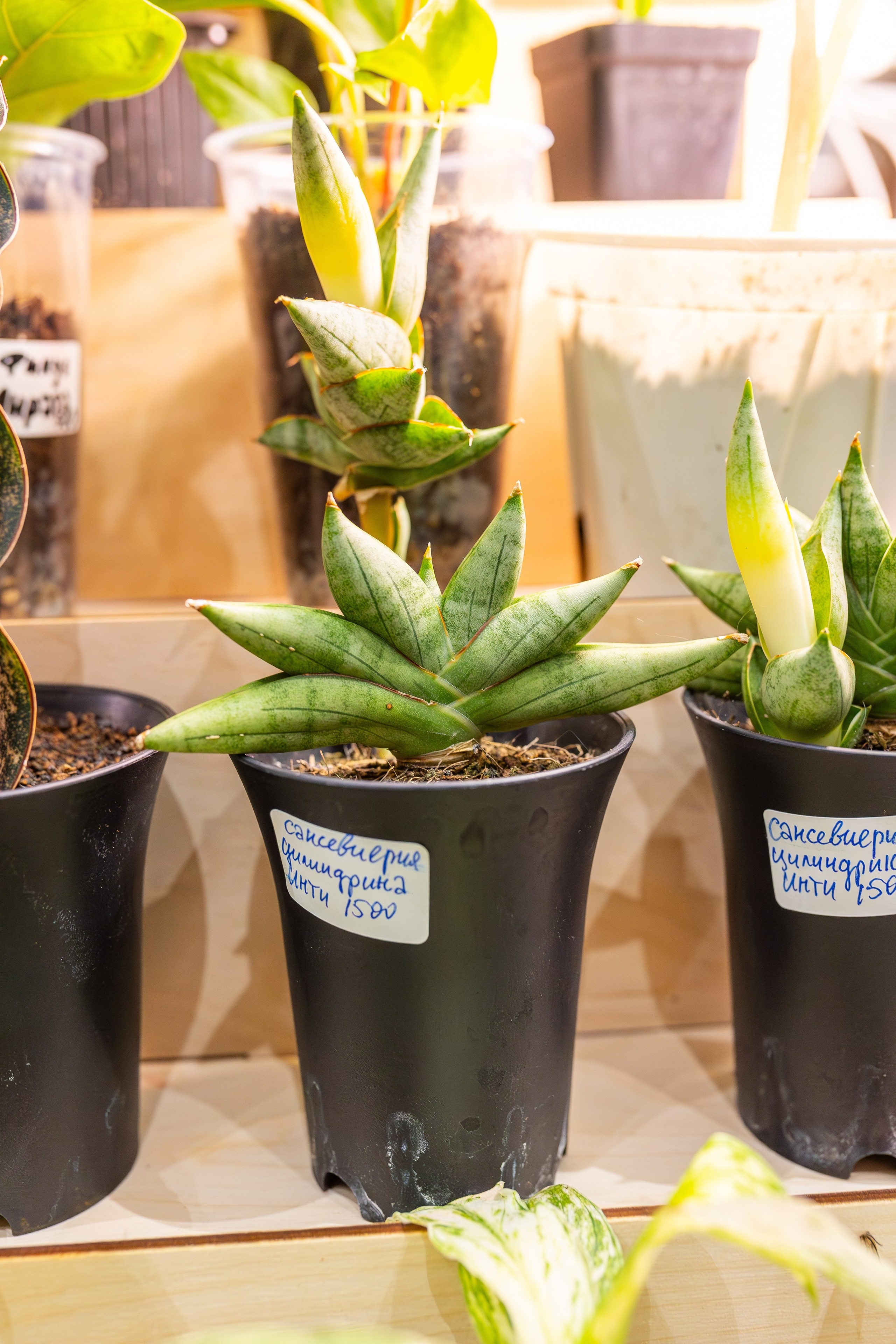 Монстериум 11–12 октября. Александра Куликова фотограф, Москва