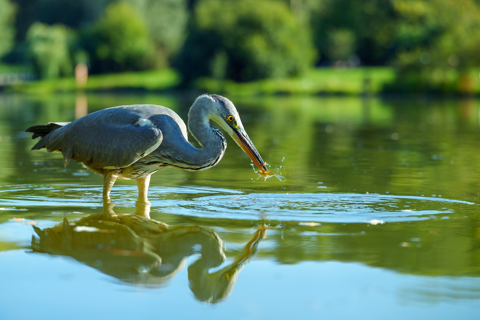Удивительные мир птиц. Вокруг нас столько прекрасного — присмотритесь!. Ваш личный фотограф Марина Волкова