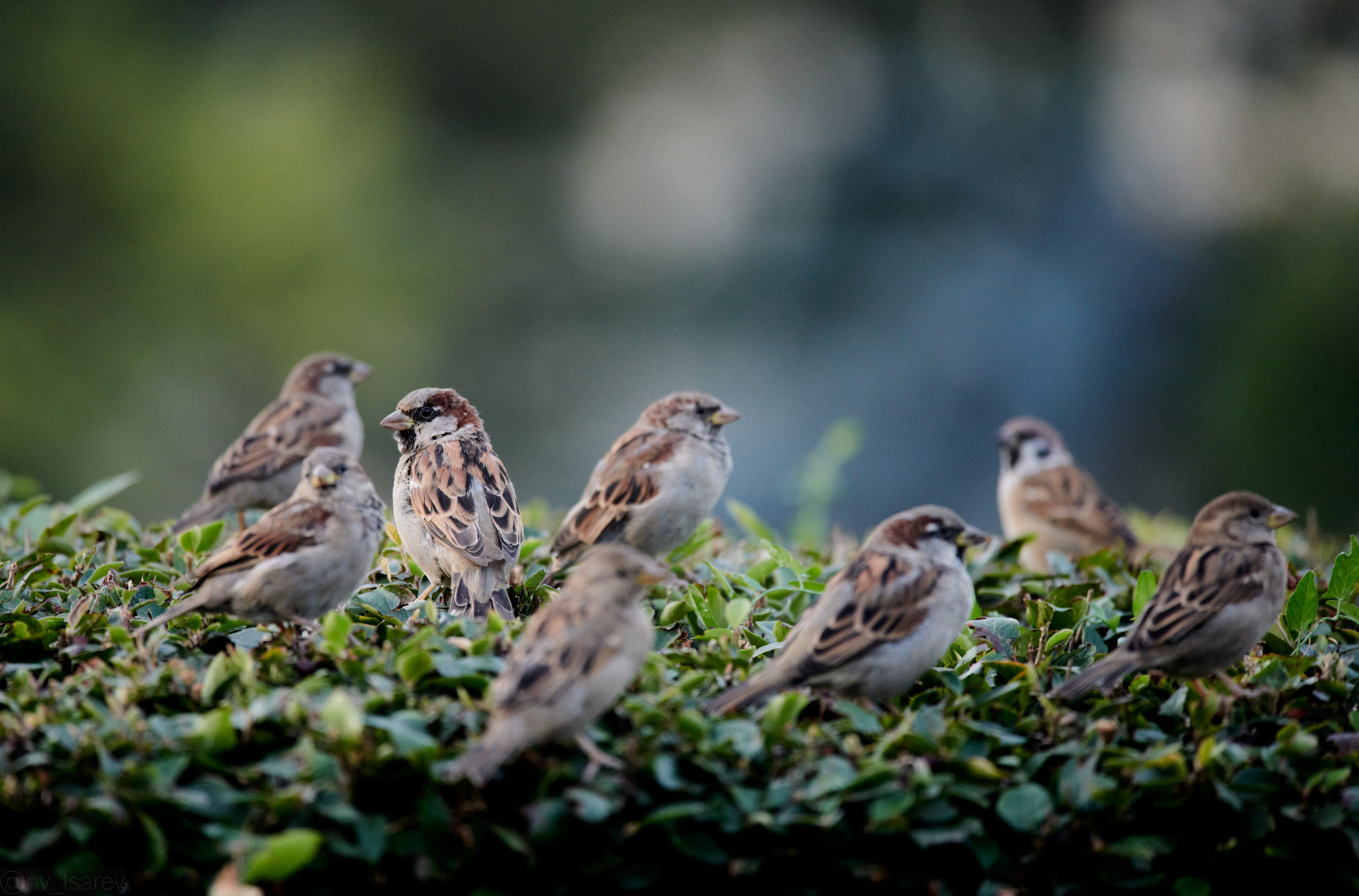 Nature & landscape. ≫ Nikita Tsarev ≫ Sports and event photographer