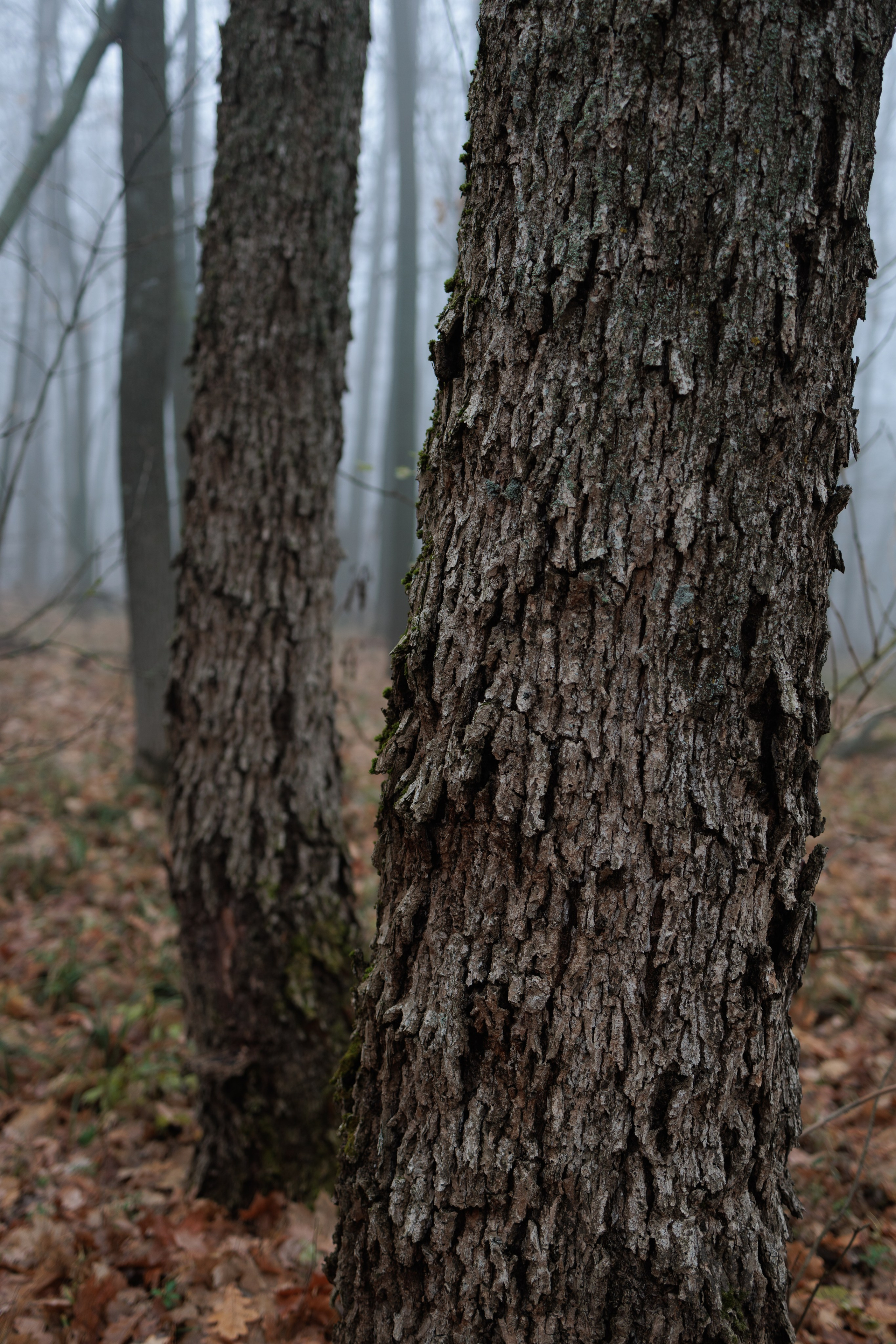 В туманном лесу. Семейный фотограф в Белгороде