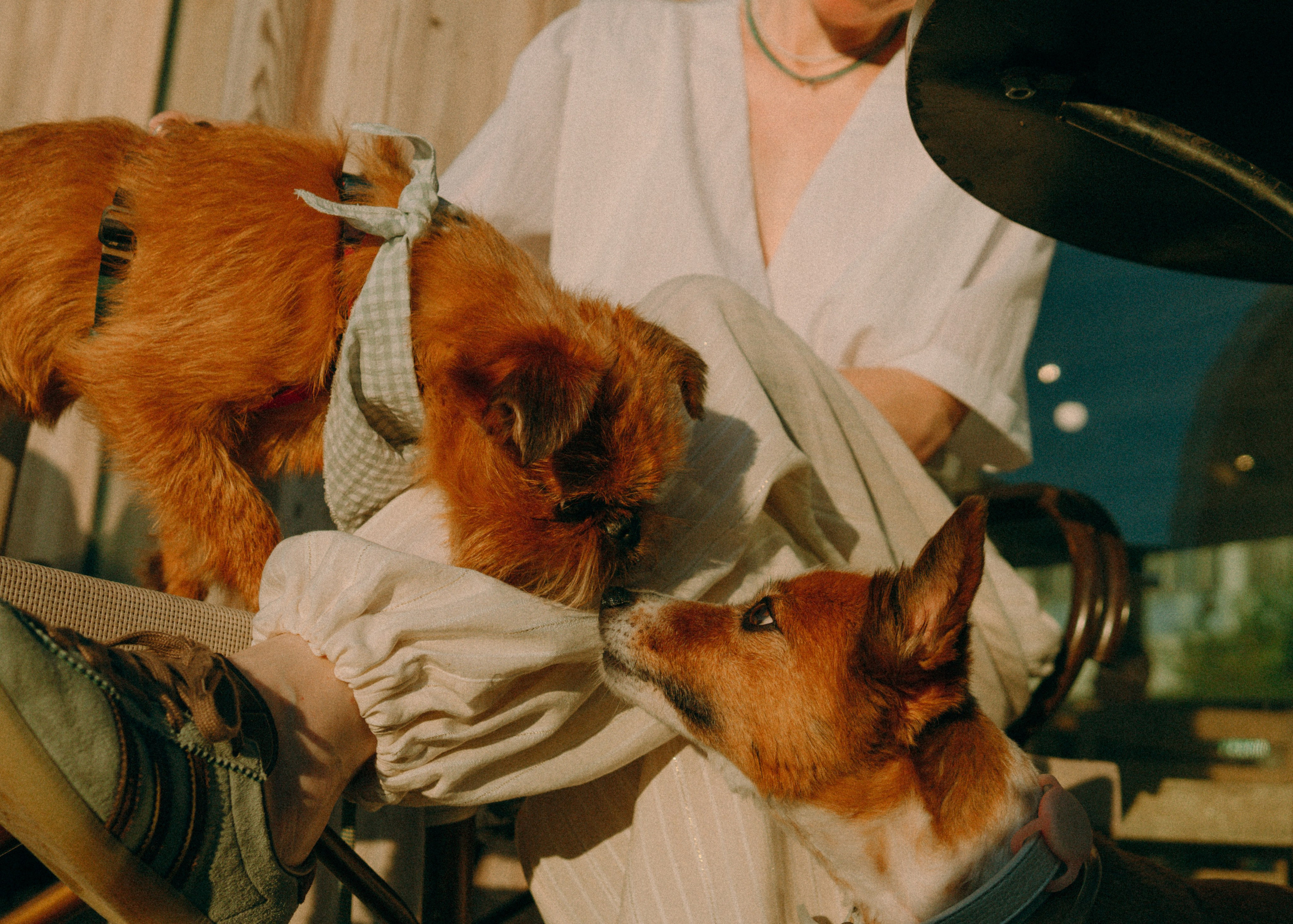 Лена и Альфи. Фотограф-анималист Ксения Воробьева, Москва