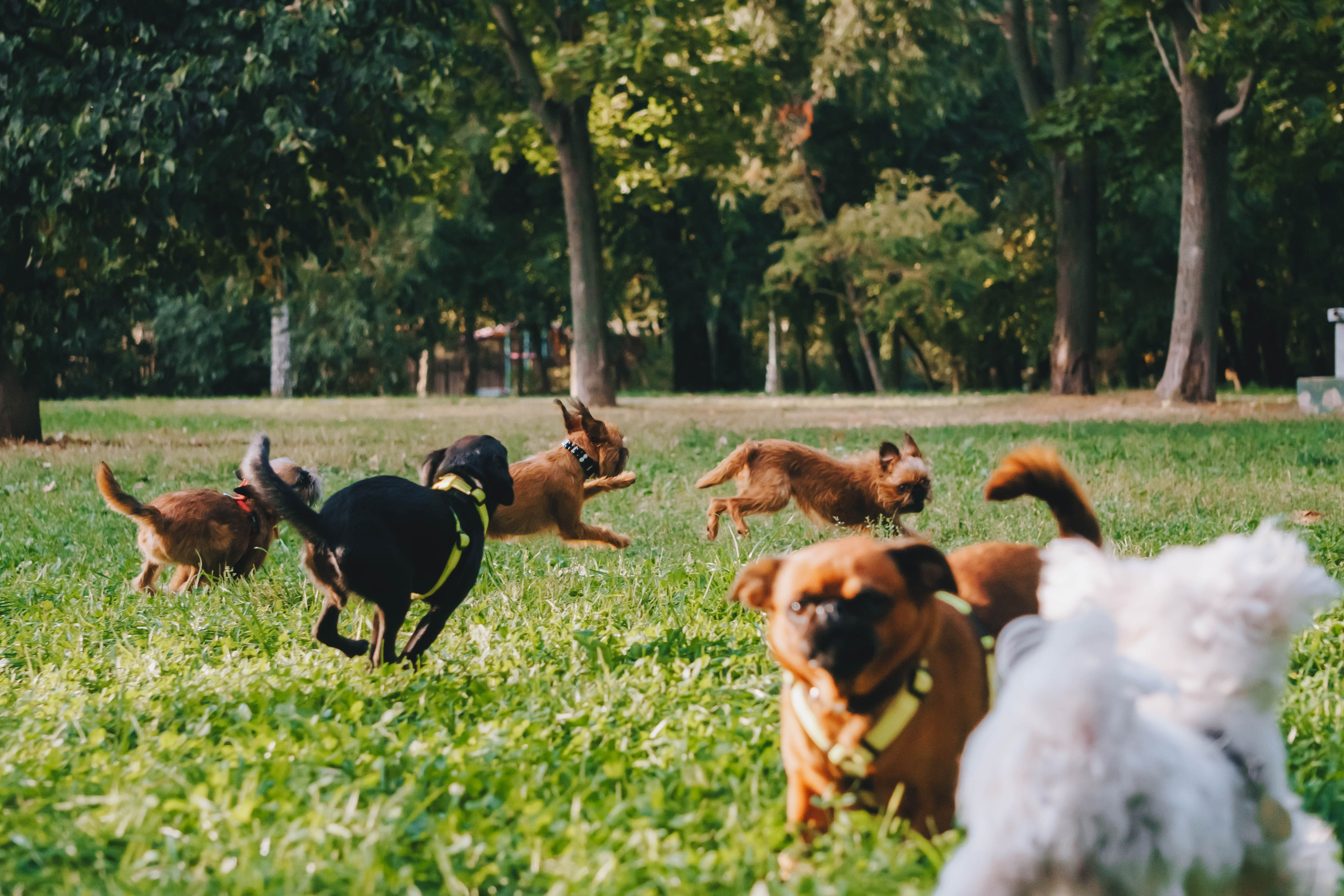Мини-туса гриффоны и брабансоны. Фотограф-анималист Ксения Воробьева, Москва