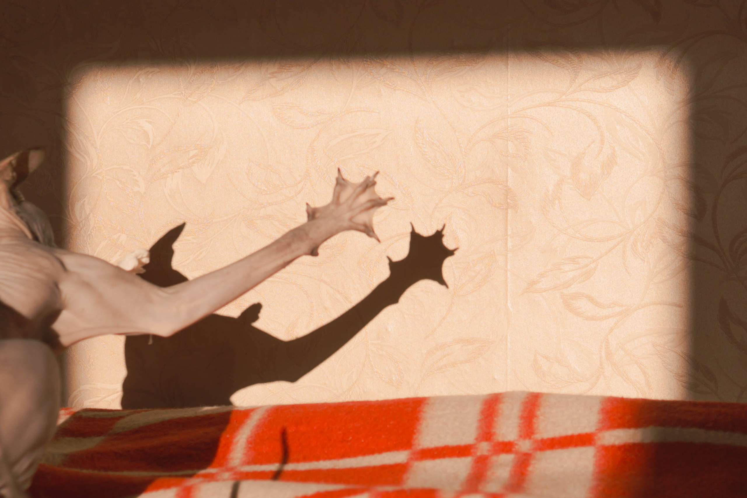 Бандит. Фотограф-анималист Ксения Воробьева, Москва