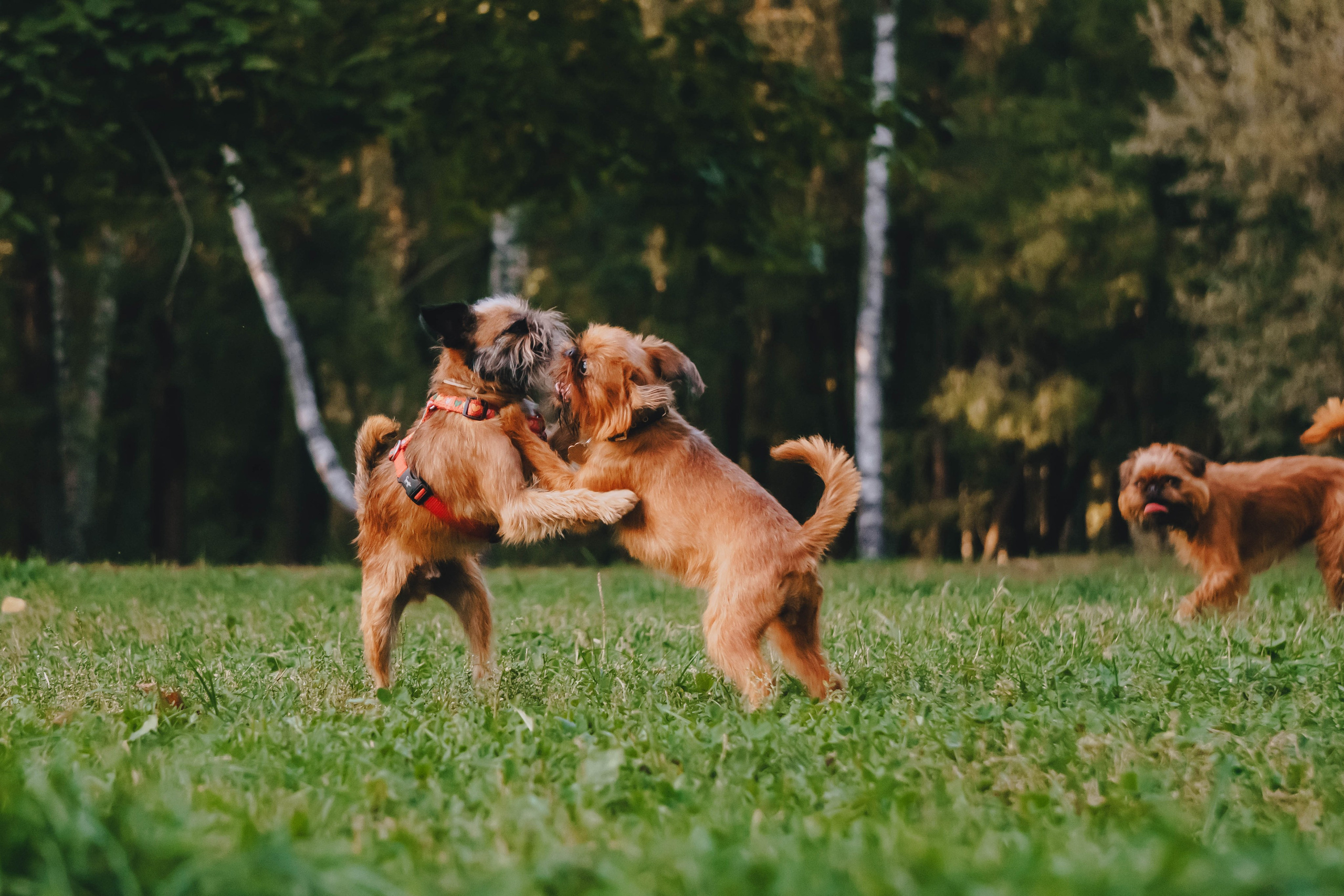 Мини-туса гриффоны и брабансоны. Фотограф-анималист Ксения Воробьева, Москва
