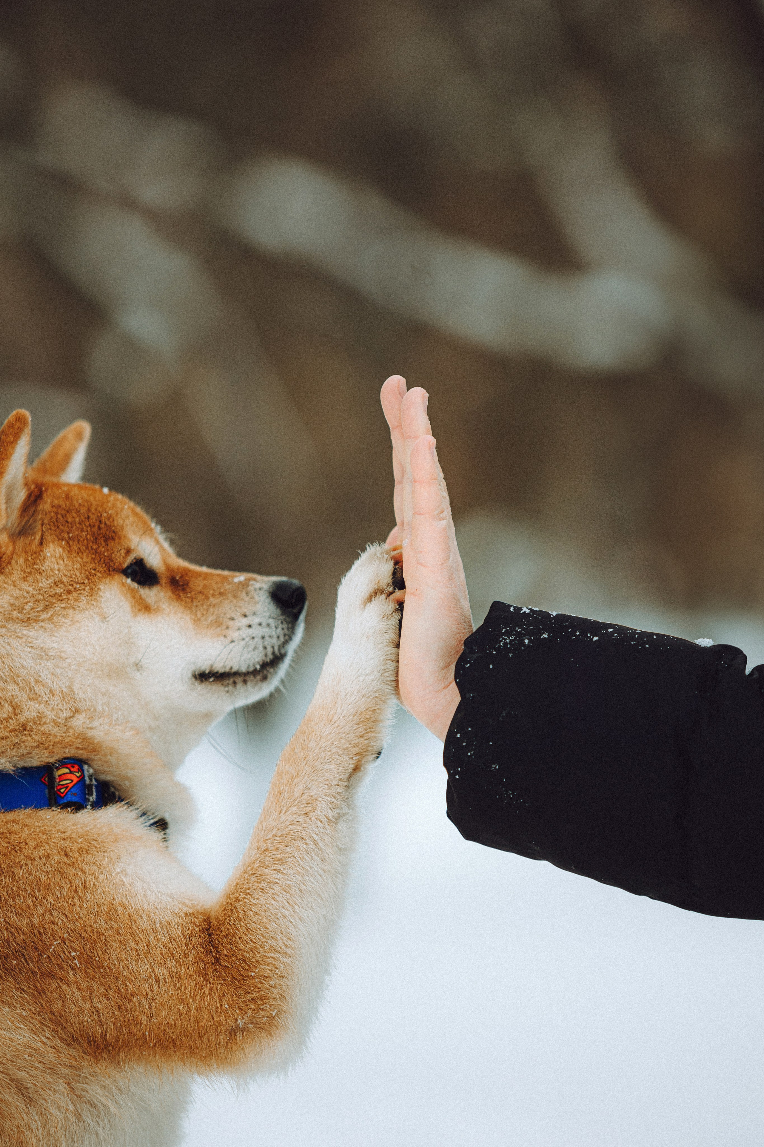 Настя и Ронин