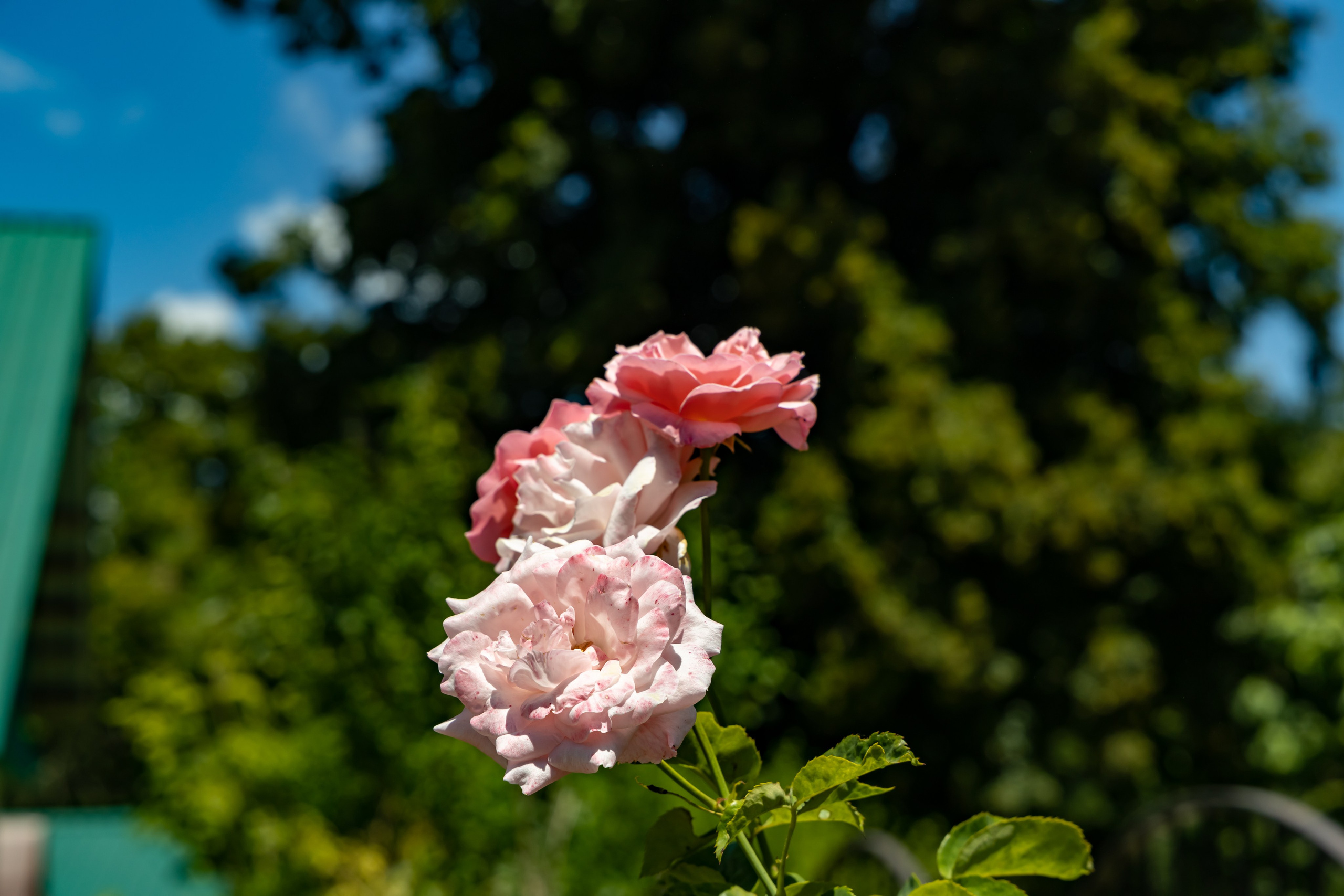 Сочи. Солох Аул. Репортажный, семейный и студийный фотограф в Москве Демин Алексей