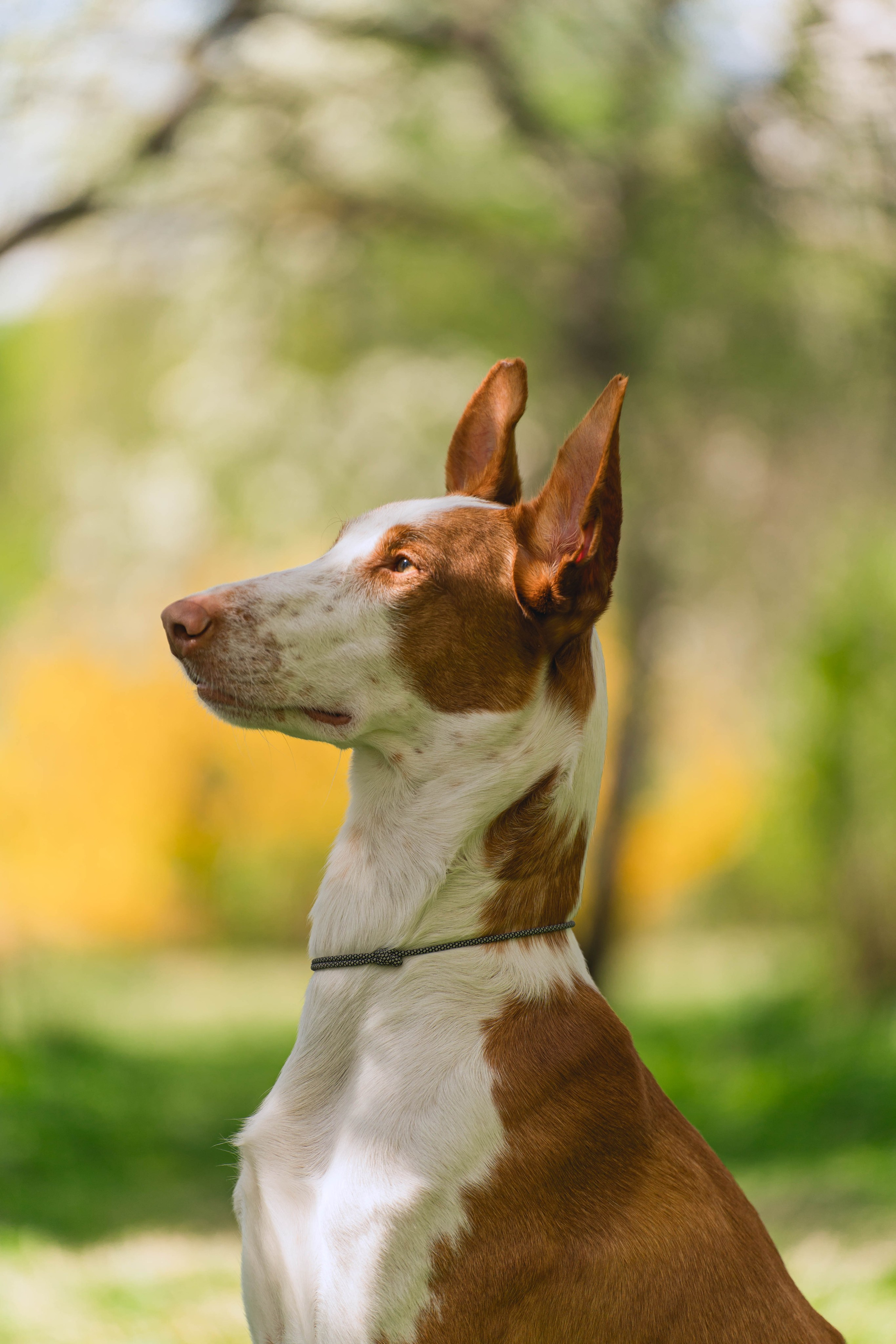 Выставки собак. Фотограф в Москве Ленарская Дарья