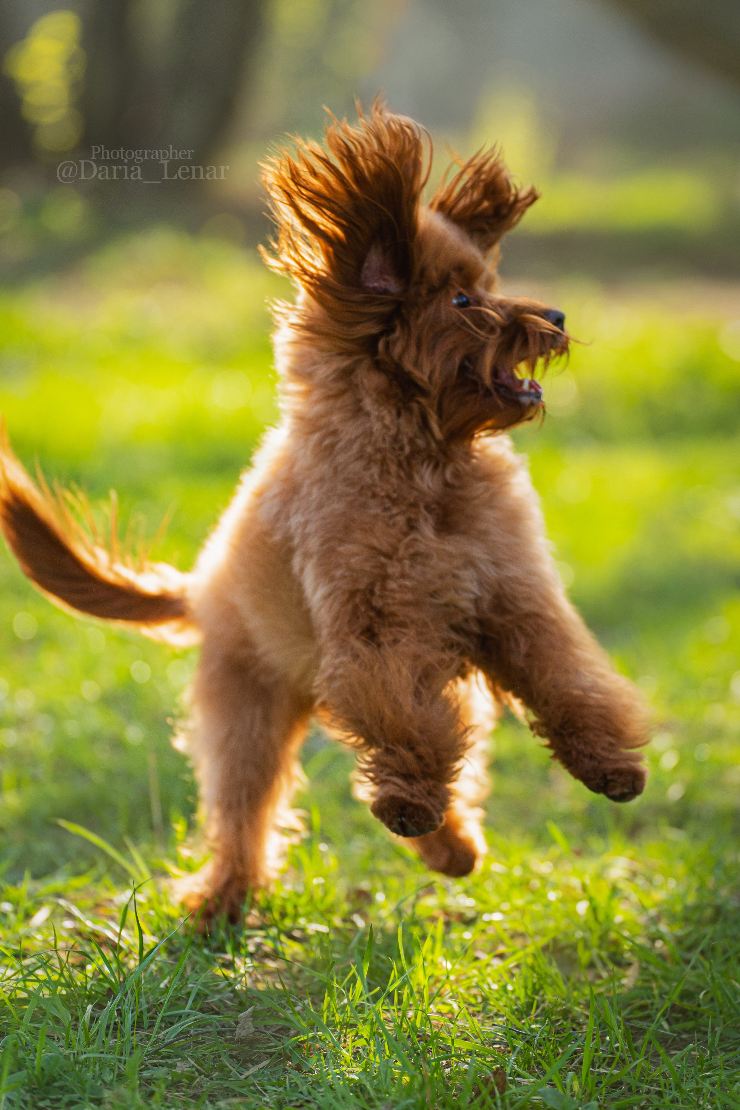 Выставки собак. Фотограф в Москве Ленарская Дарья