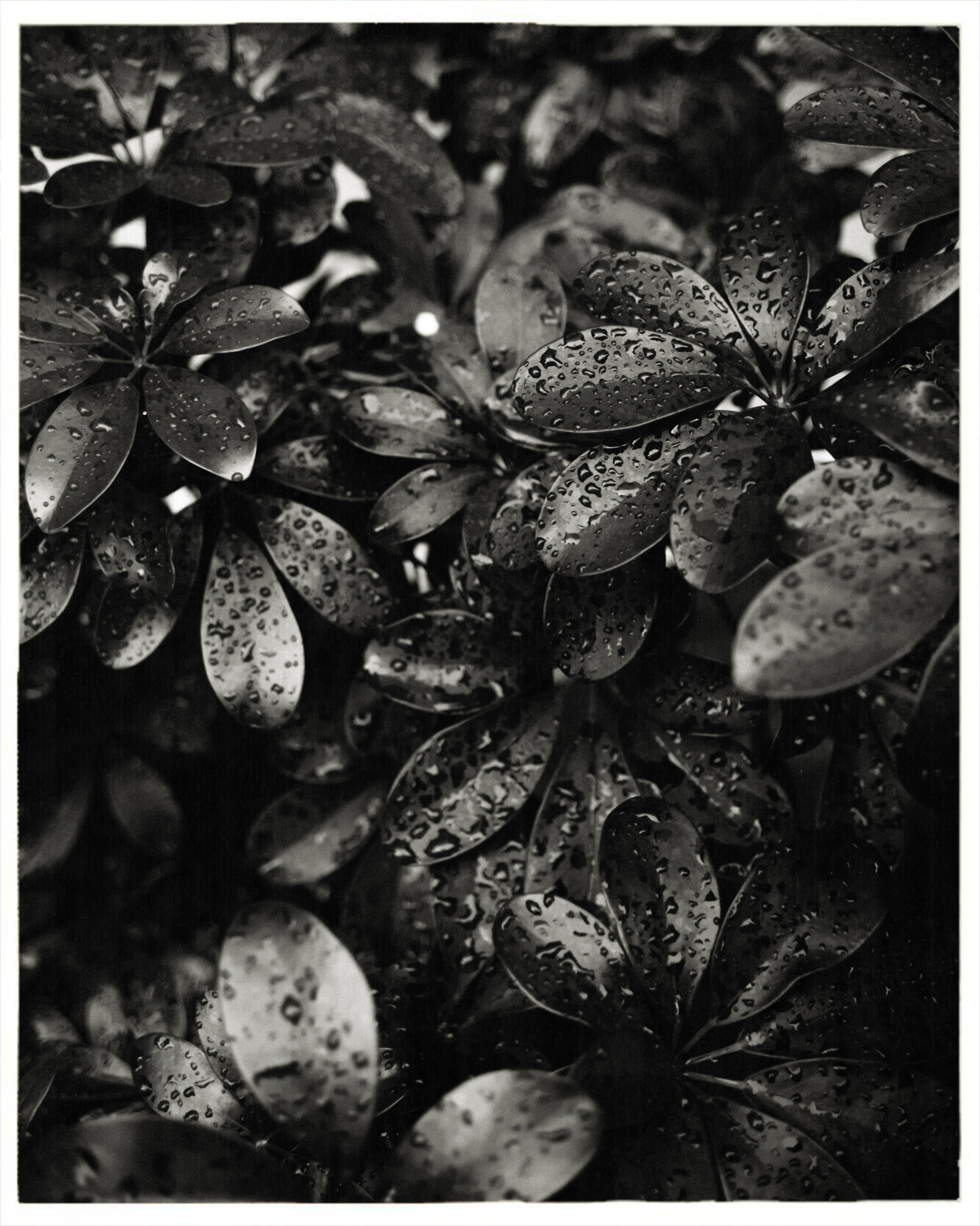 Aliona. Фотограф Ксения Дзюбак Самара-Москва