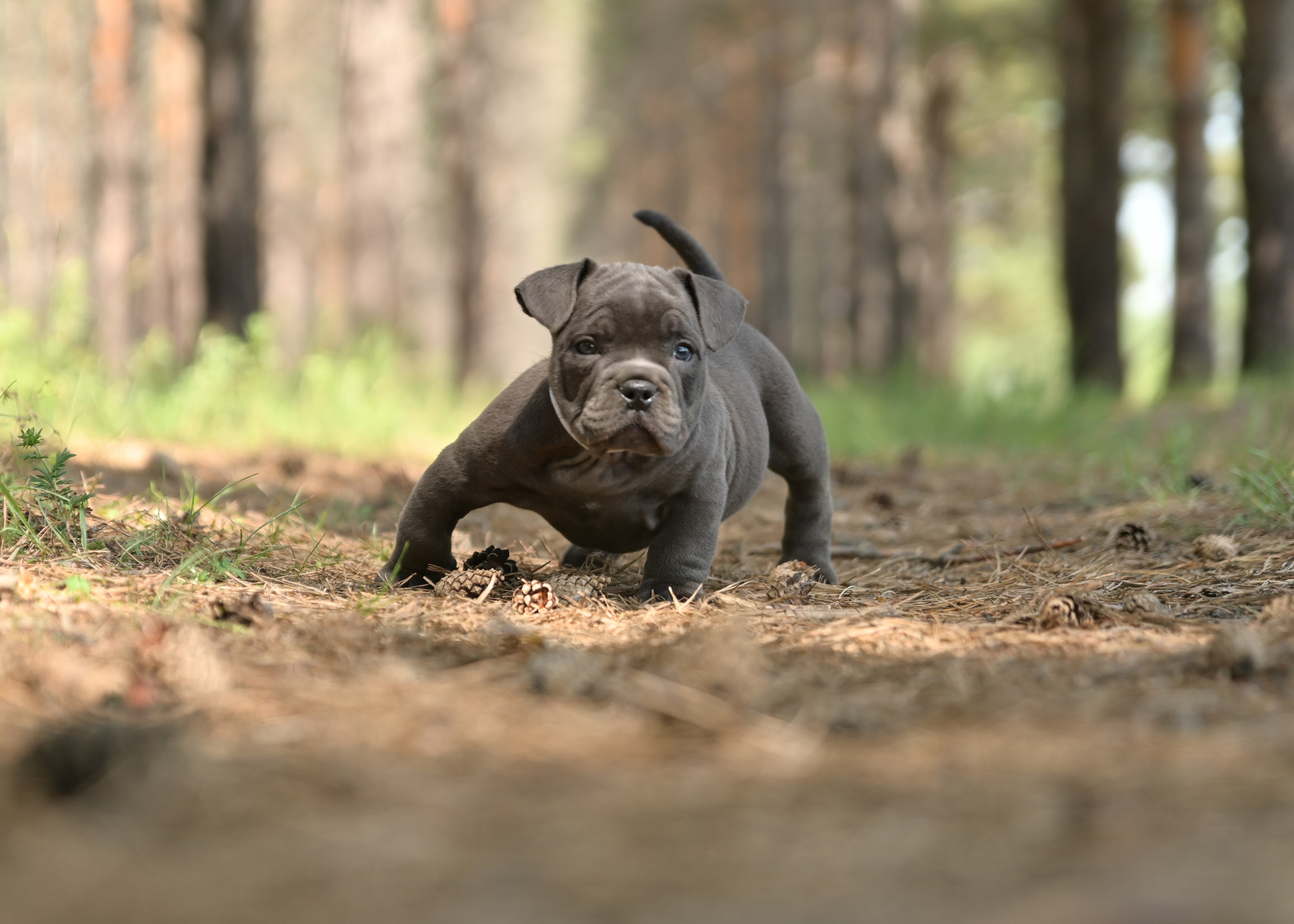 Свободные щенки Американский Булли в Иркутске. Питомник собак Иркутск