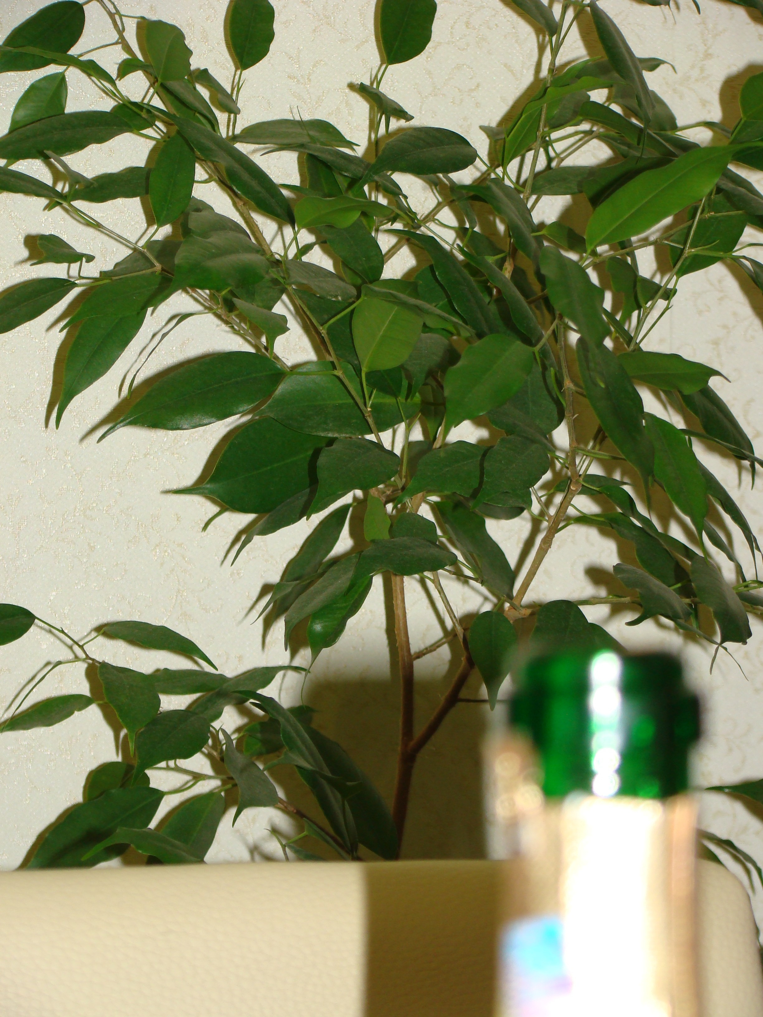 Новый год 31.12.12-01.01.13. Семейный, Свадебный фотограф СПБ Питер— Романова Екатерина