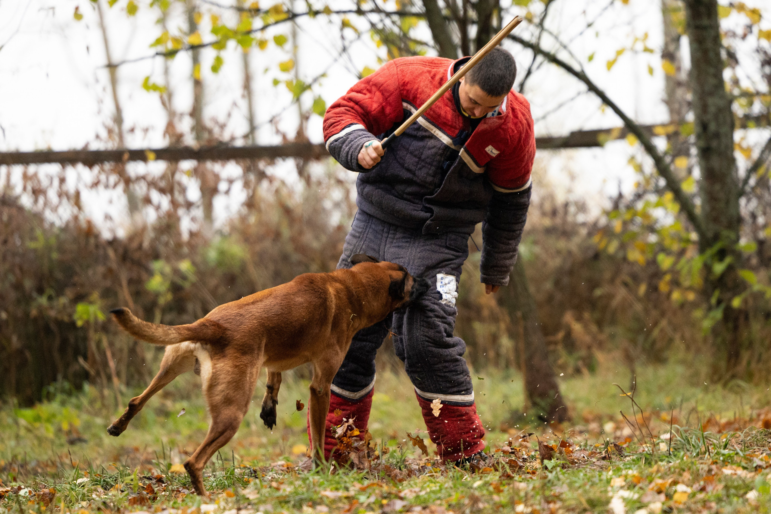 Соревнования по Мондьорингу г. Вологда. Фотограф-анималист Анна Маринич