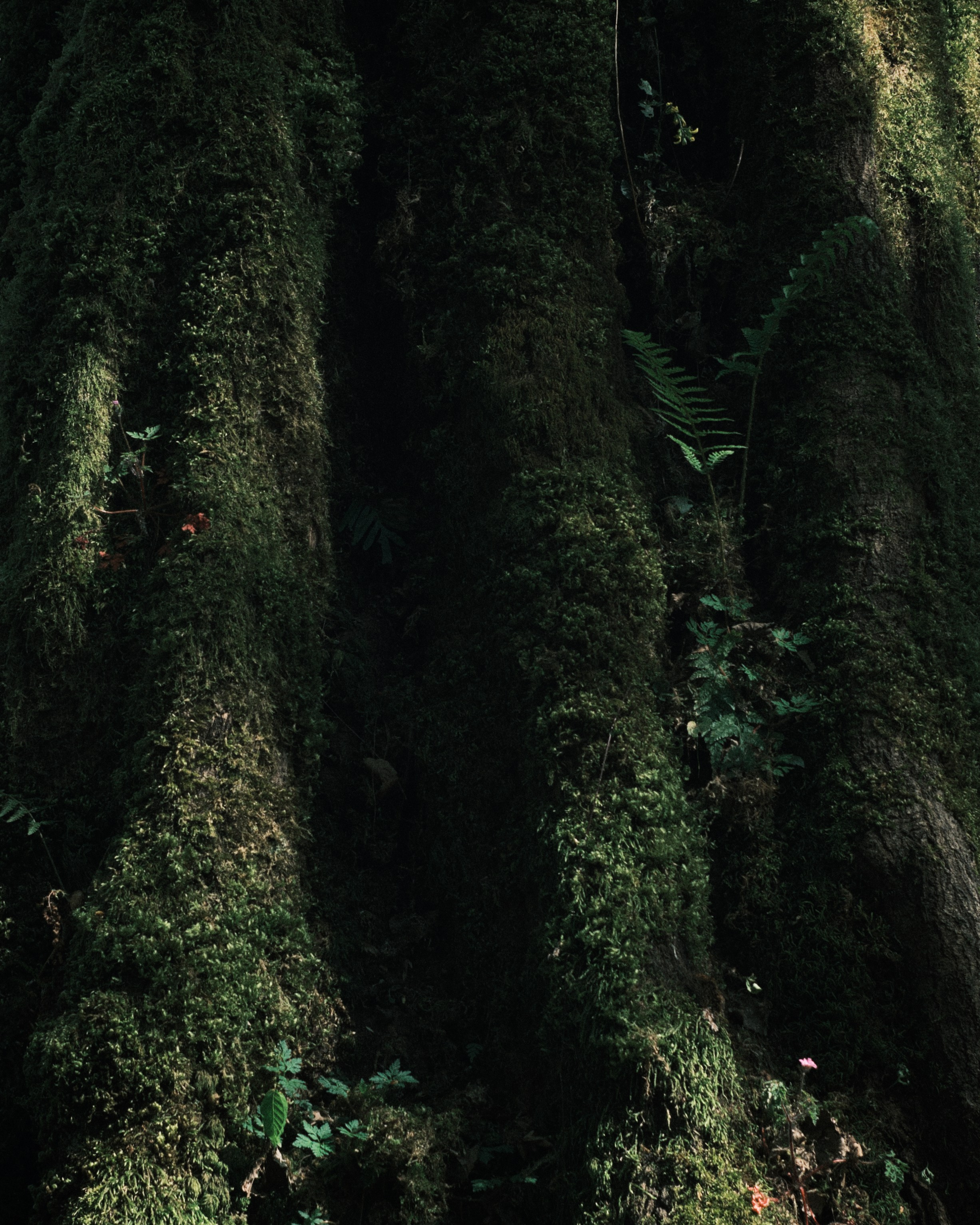 Other. DISEMICHASNOVA