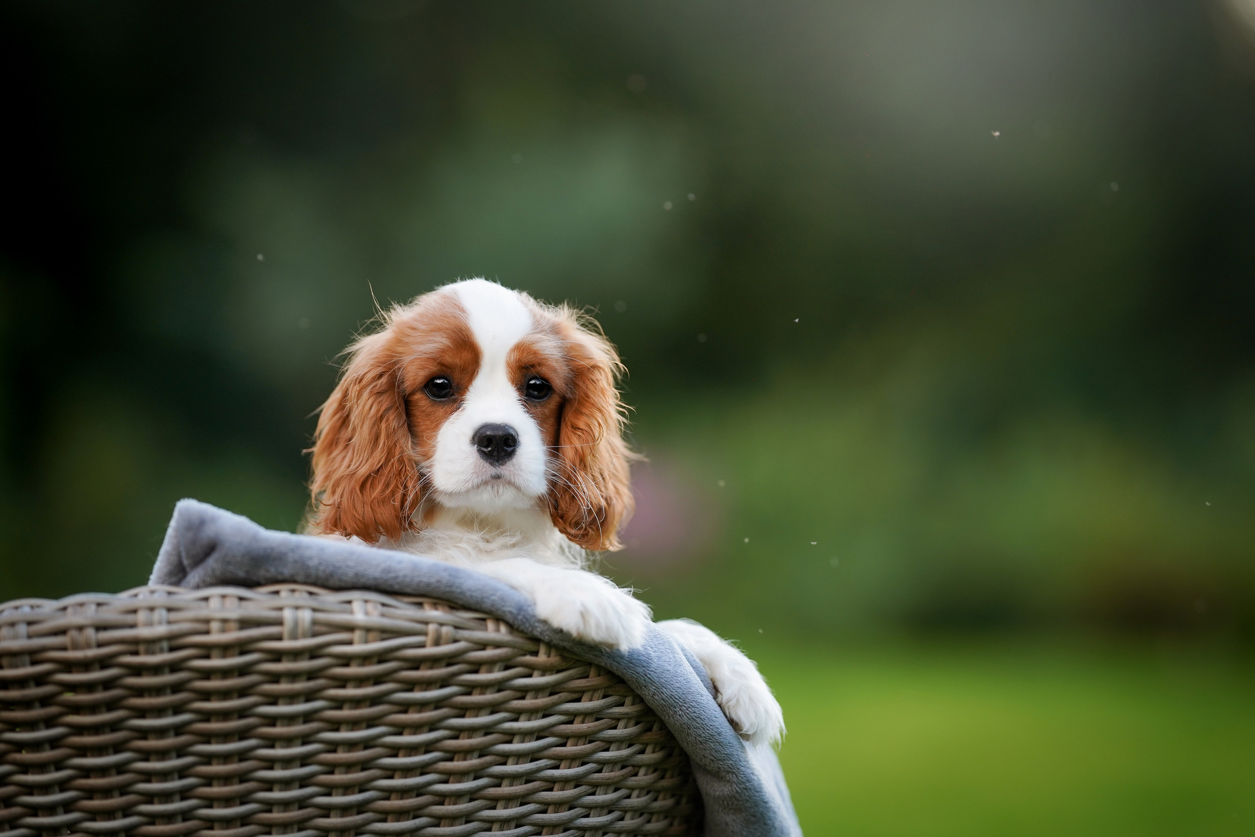 Щенуля кавалера. Фотограф-анималист в Санкт-Петербурге Яна Мартынова