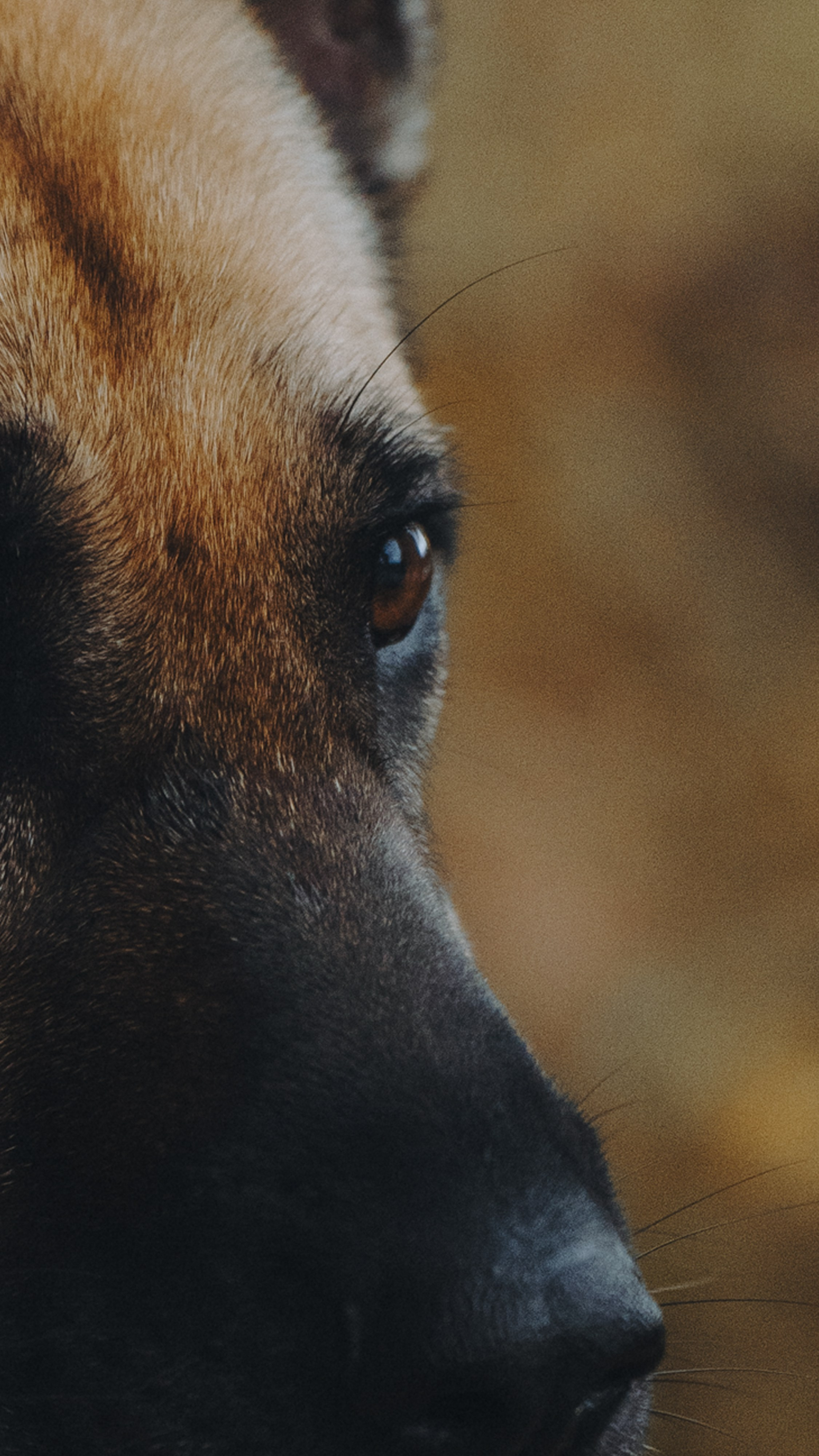 Наталия, Иван и Урса. Фотограф анималист в Москве и Санкт-Петербурге Свиридова Анна