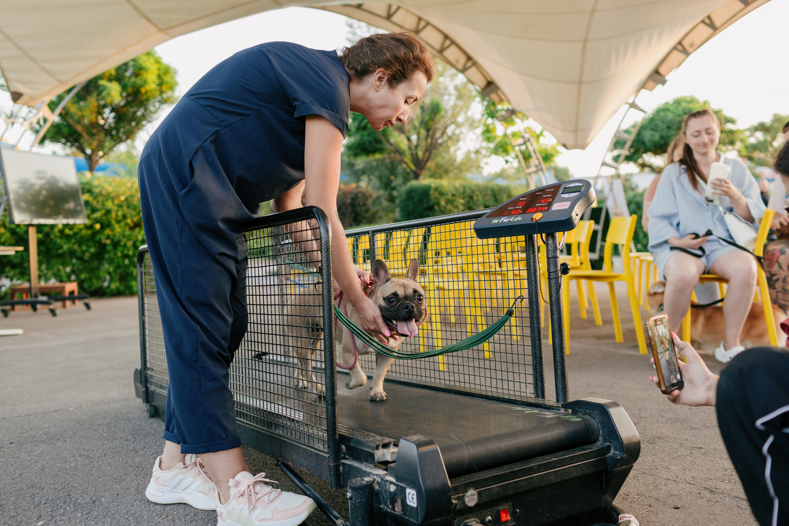 Dog Fest 2024. Главная