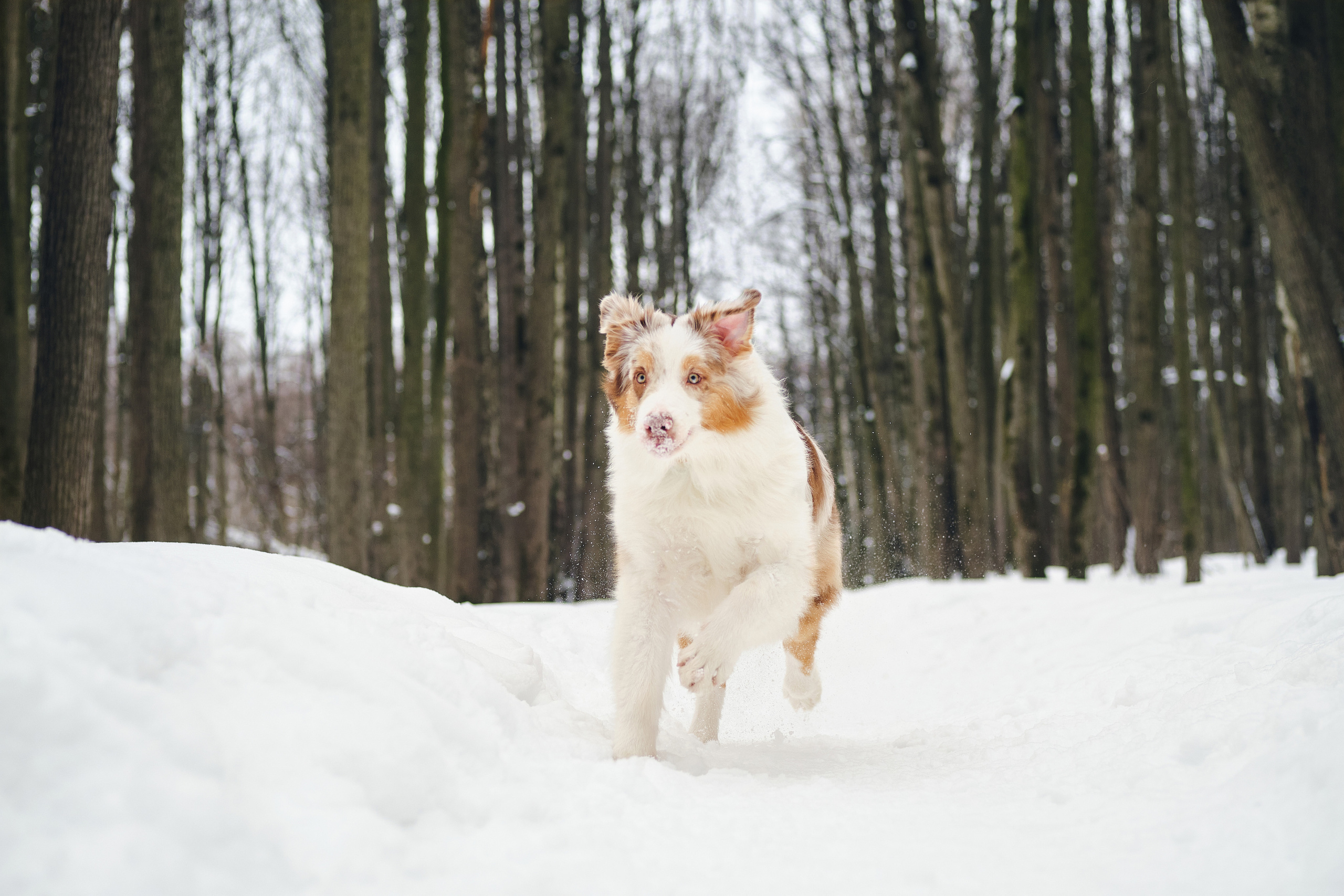 Фотосессия хозяйки с собакой. Профессиональный фотограф в Москве — Максим Дьяконов