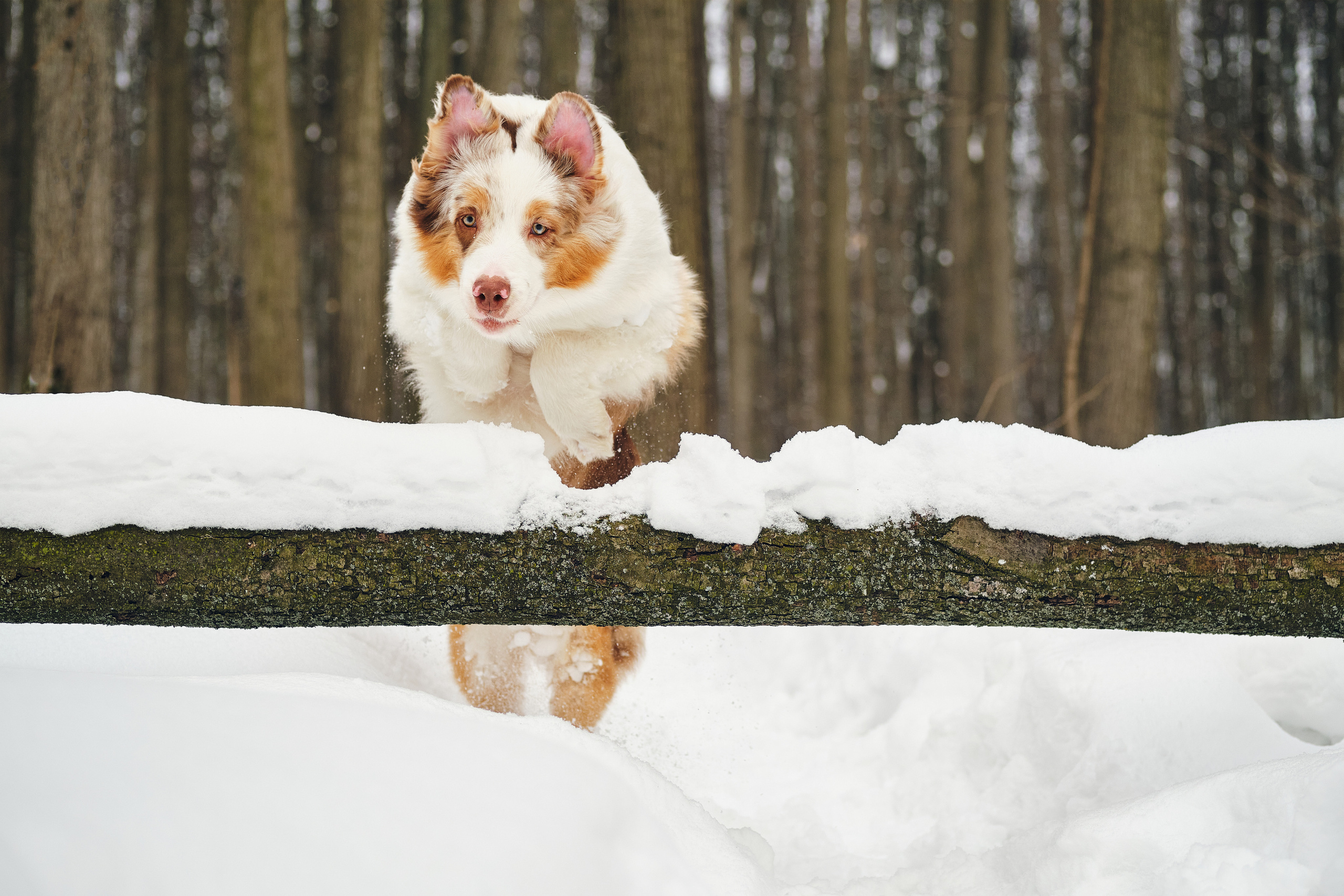 Фотосессия хозяйки с собакой. Профессиональный фотограф в Москве — Максим Дьяконов