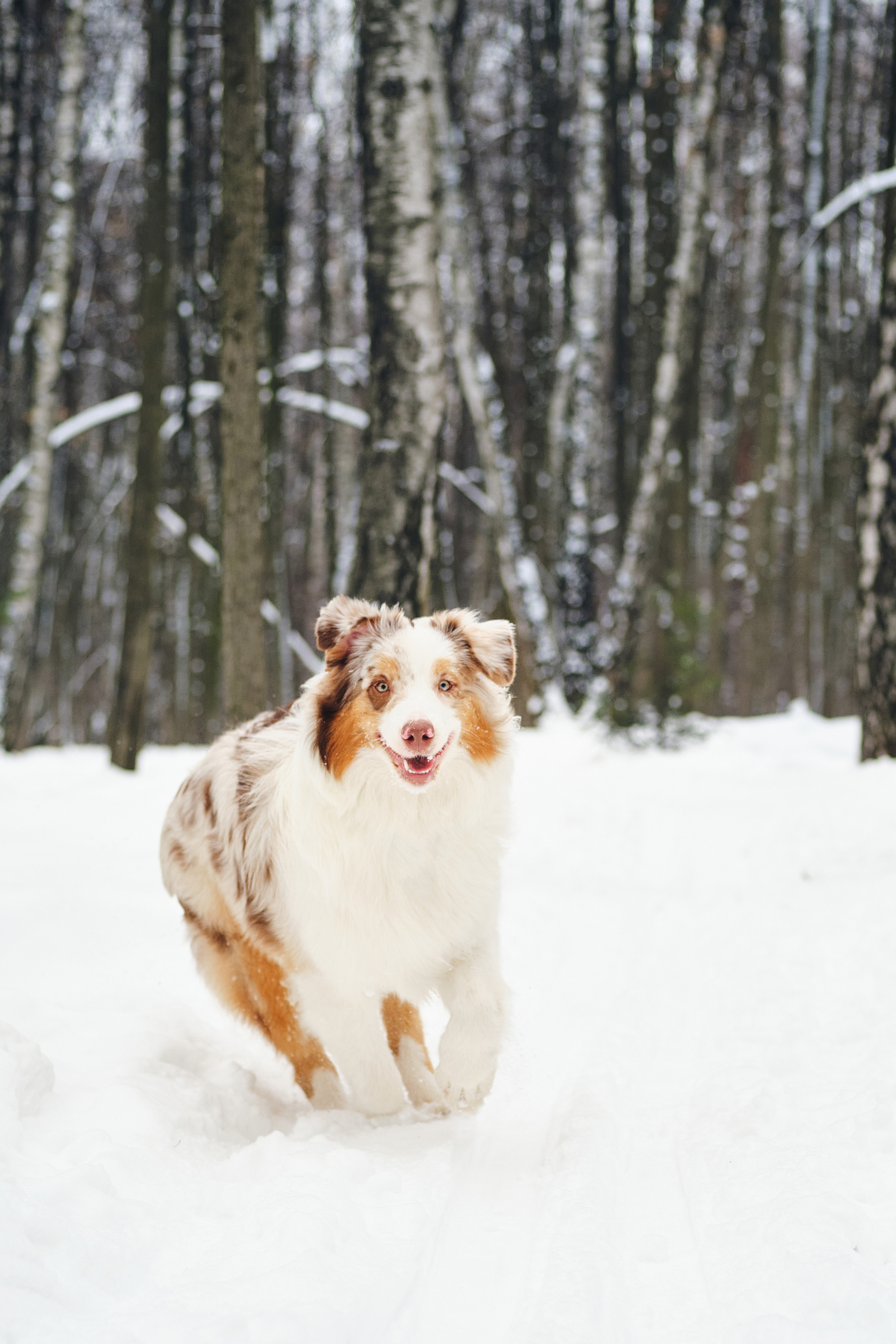 Фотосессия хозяйки с собакой. Профессиональный фотограф в Москве — Максим Дьяконов