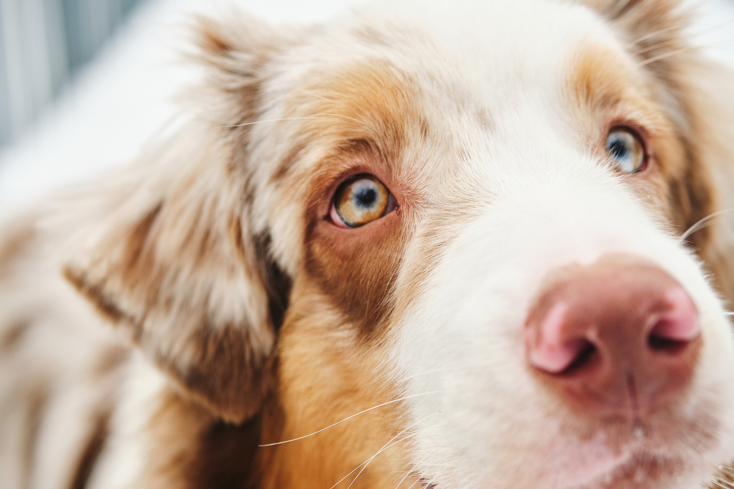 Фотосессия хозяйки с собакой. Профессиональный фотограф в Москве — Максим Дьяконов