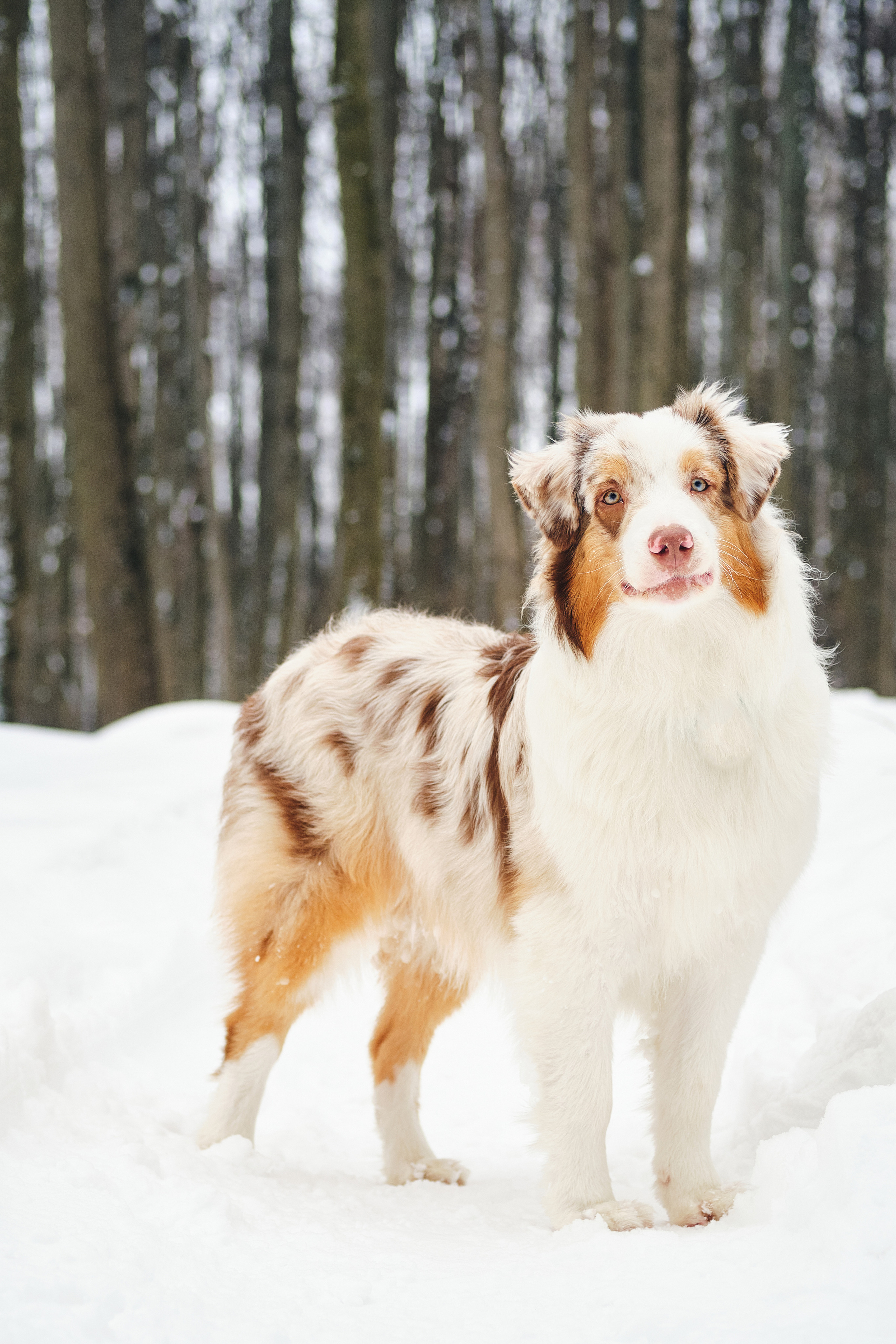 Фотосессия хозяйки с собакой. Профессиональный фотограф в Москве — Максим Дьяконов