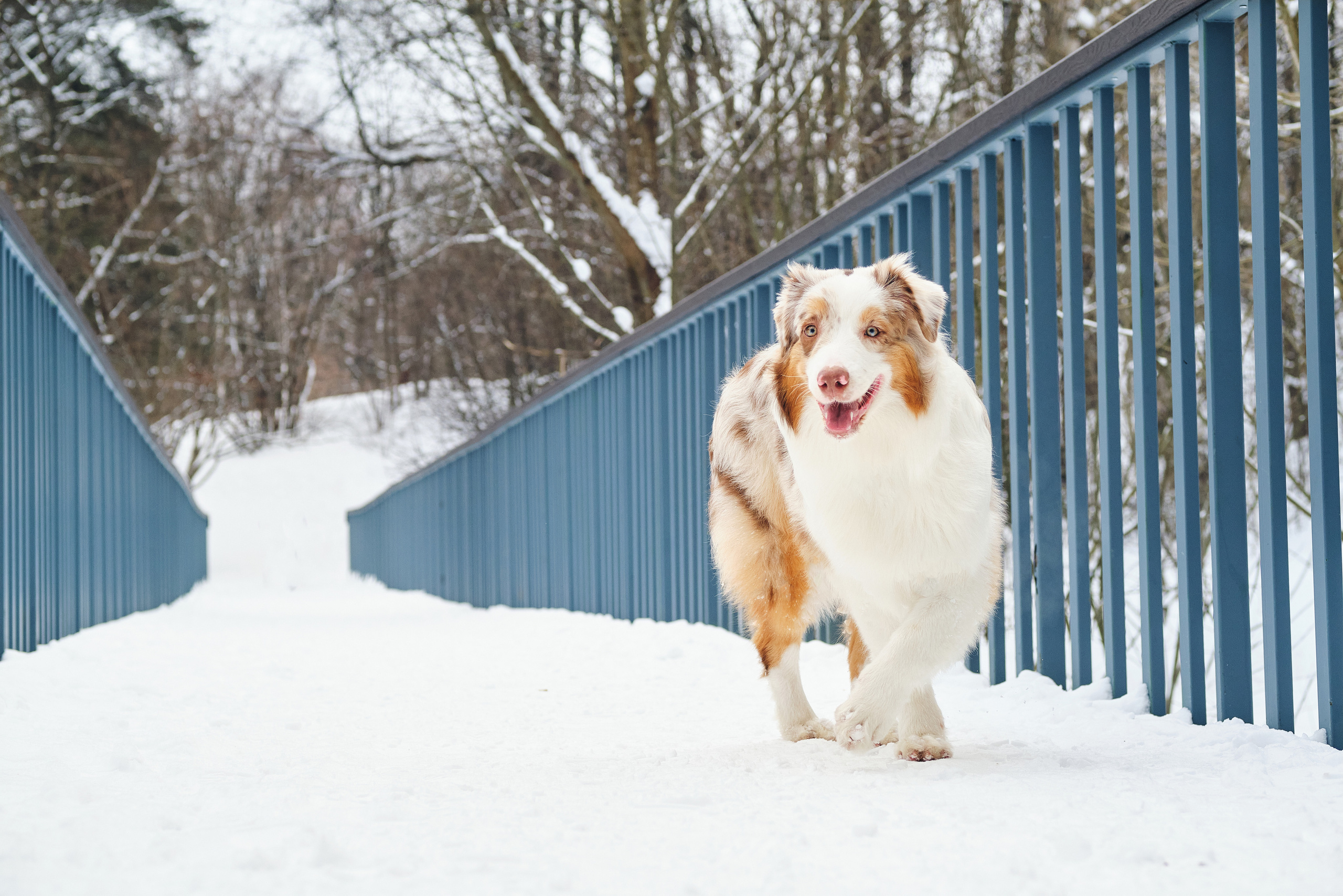 Фотосессия хозяйки с собакой. Профессиональный фотограф в Москве — Максим Дьяконов