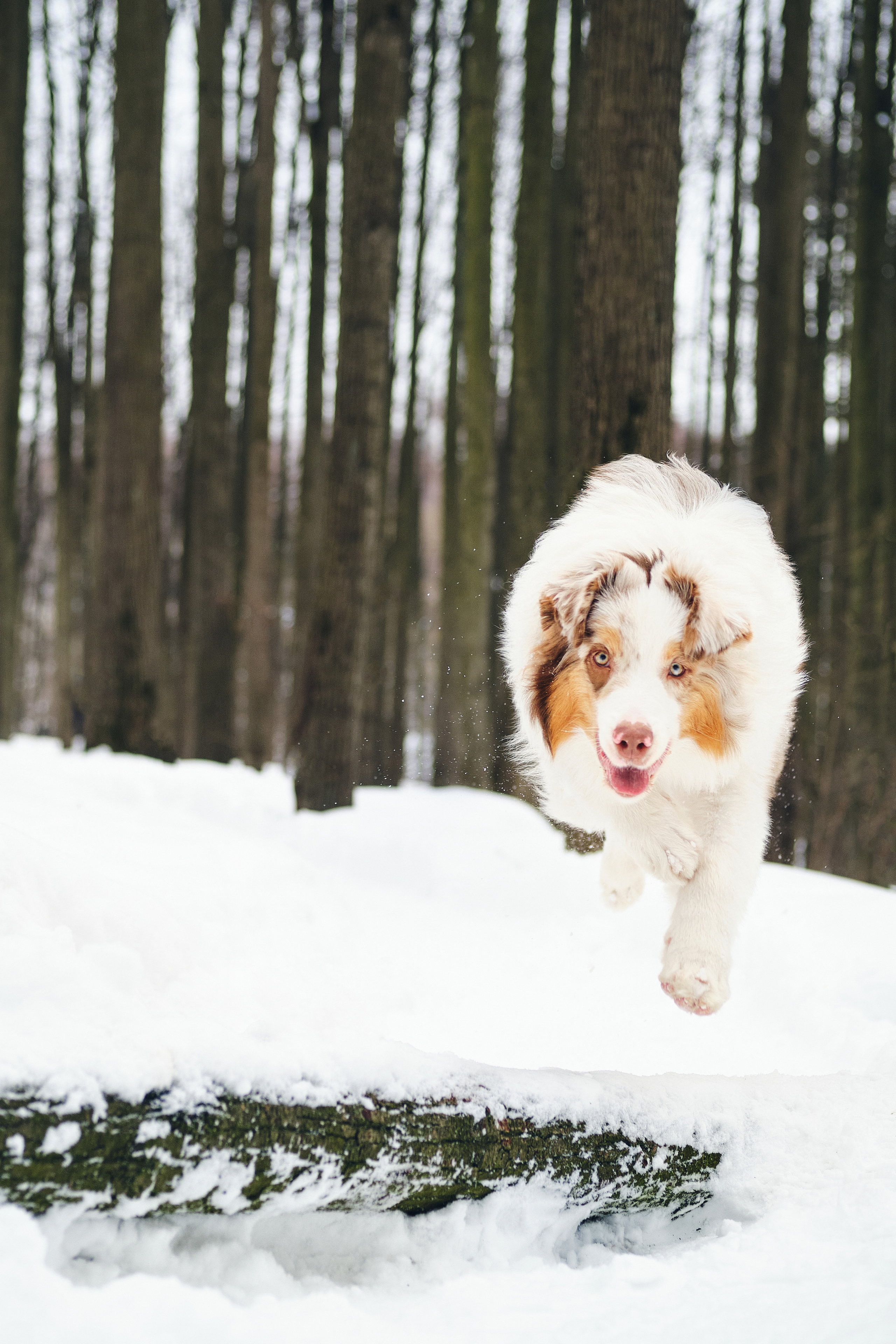 Фотосессия хозяйки с собакой. Профессиональный фотограф в Москве — Максим Дьяконов