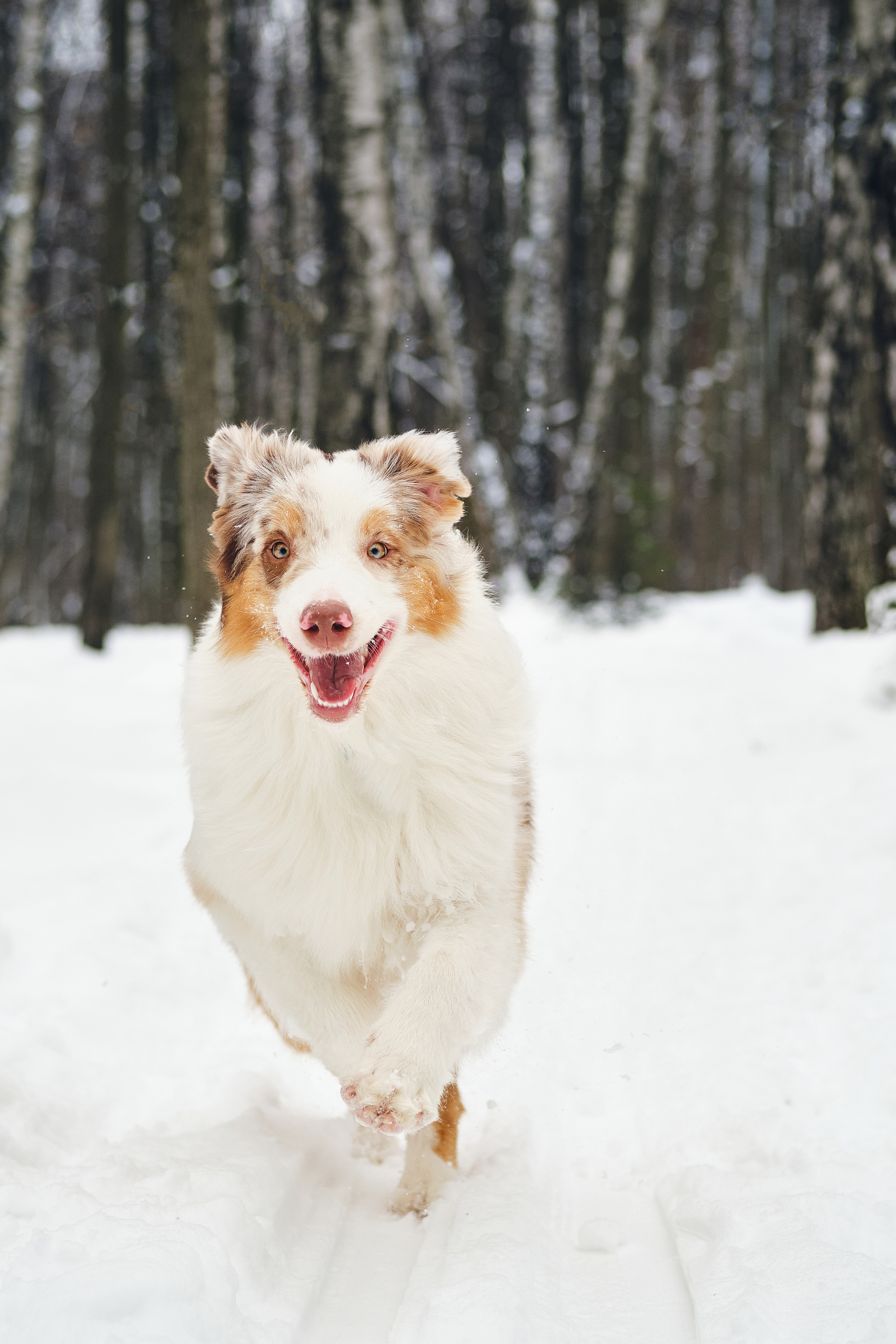 Фотосессия хозяйки с собакой. Профессиональный фотограф в Москве — Максим Дьяконов