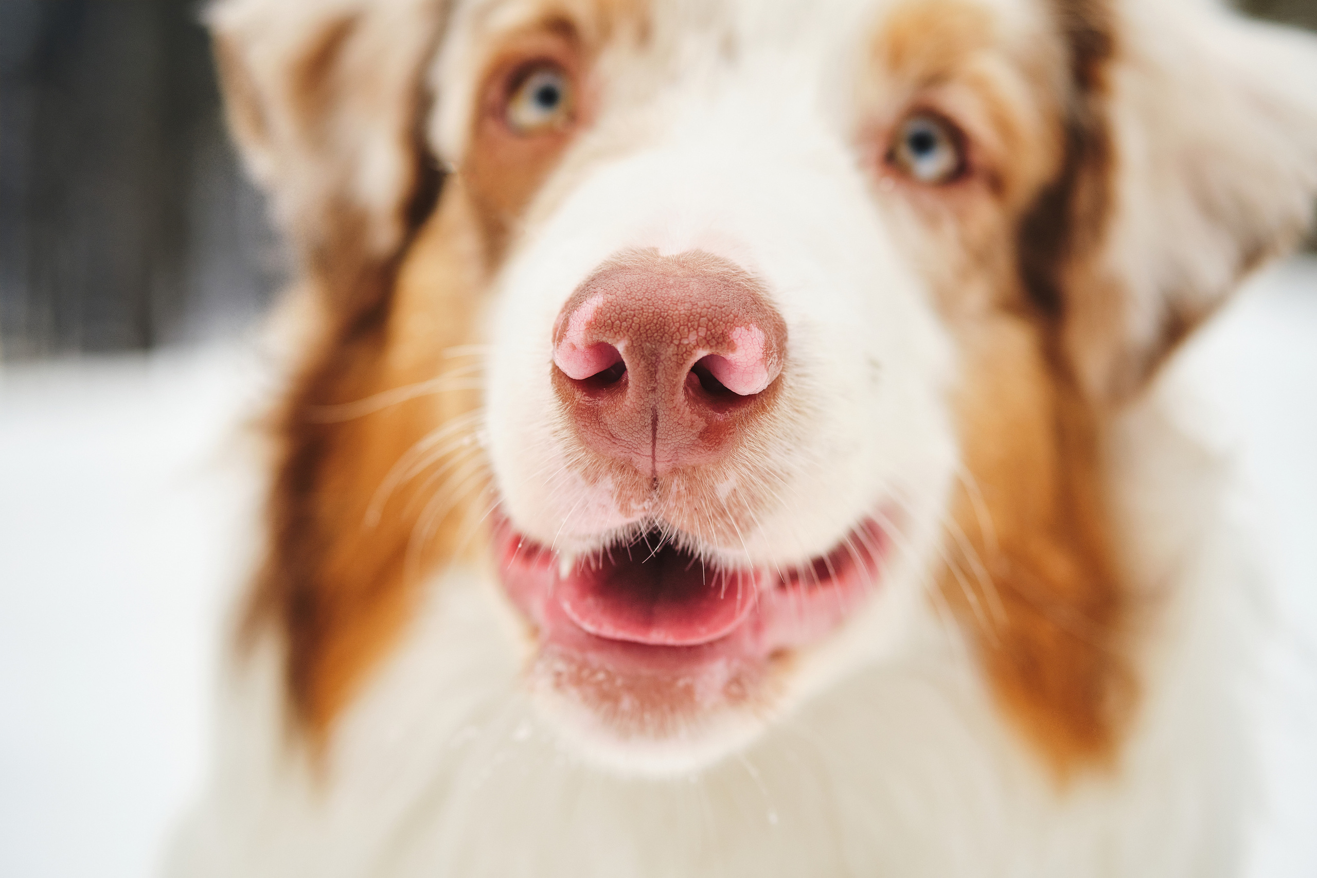 Фотосессия хозяйки с собакой. Профессиональный фотограф в Москве — Максим Дьяконов