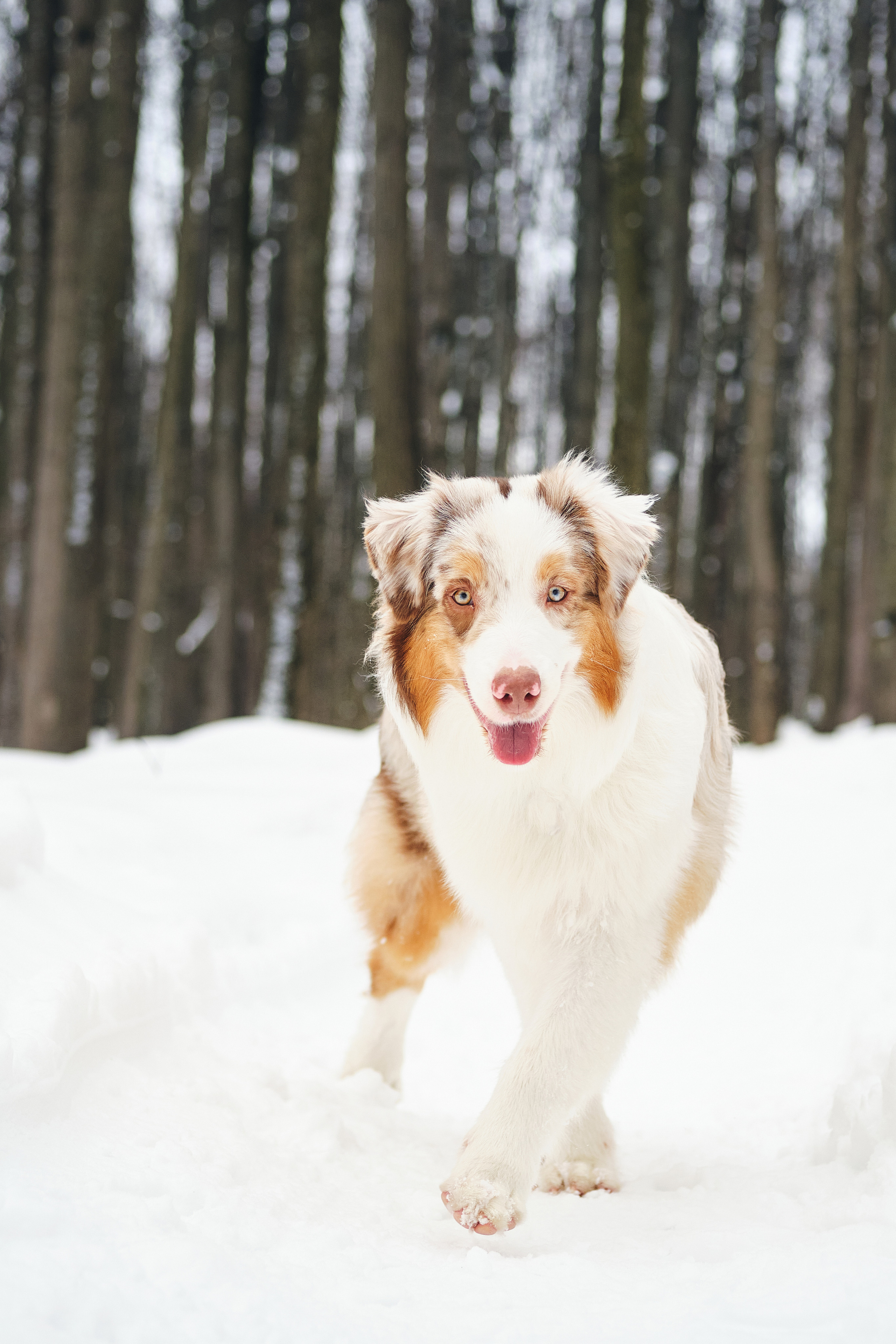 Фотосессия хозяйки с собакой. Профессиональный фотограф в Москве — Максим Дьяконов