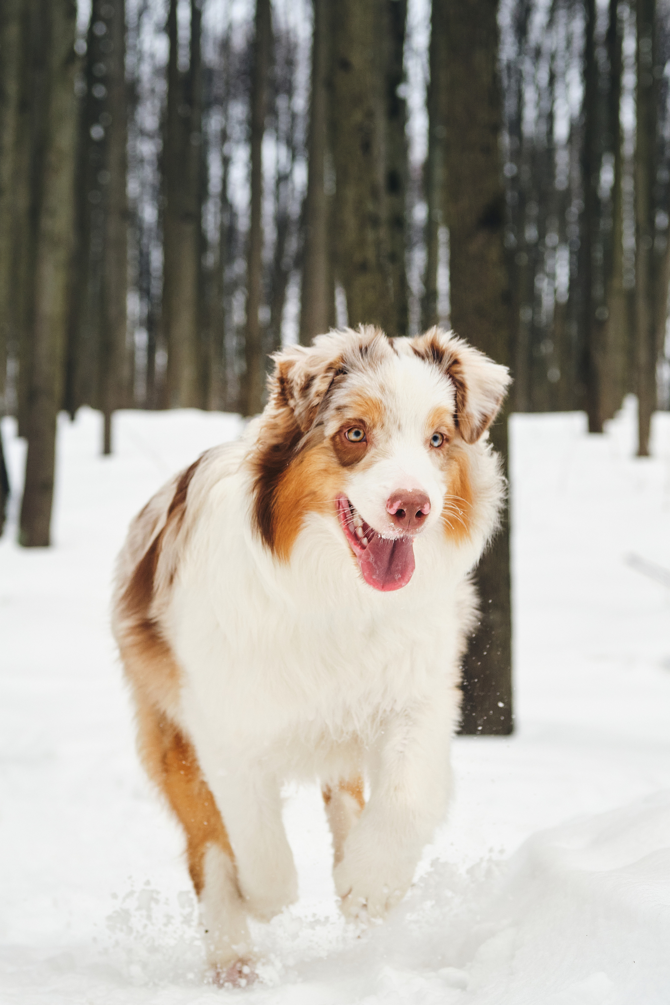 Фотосессия хозяйки с собакой. Профессиональный фотограф в Москве — Максим Дьяконов