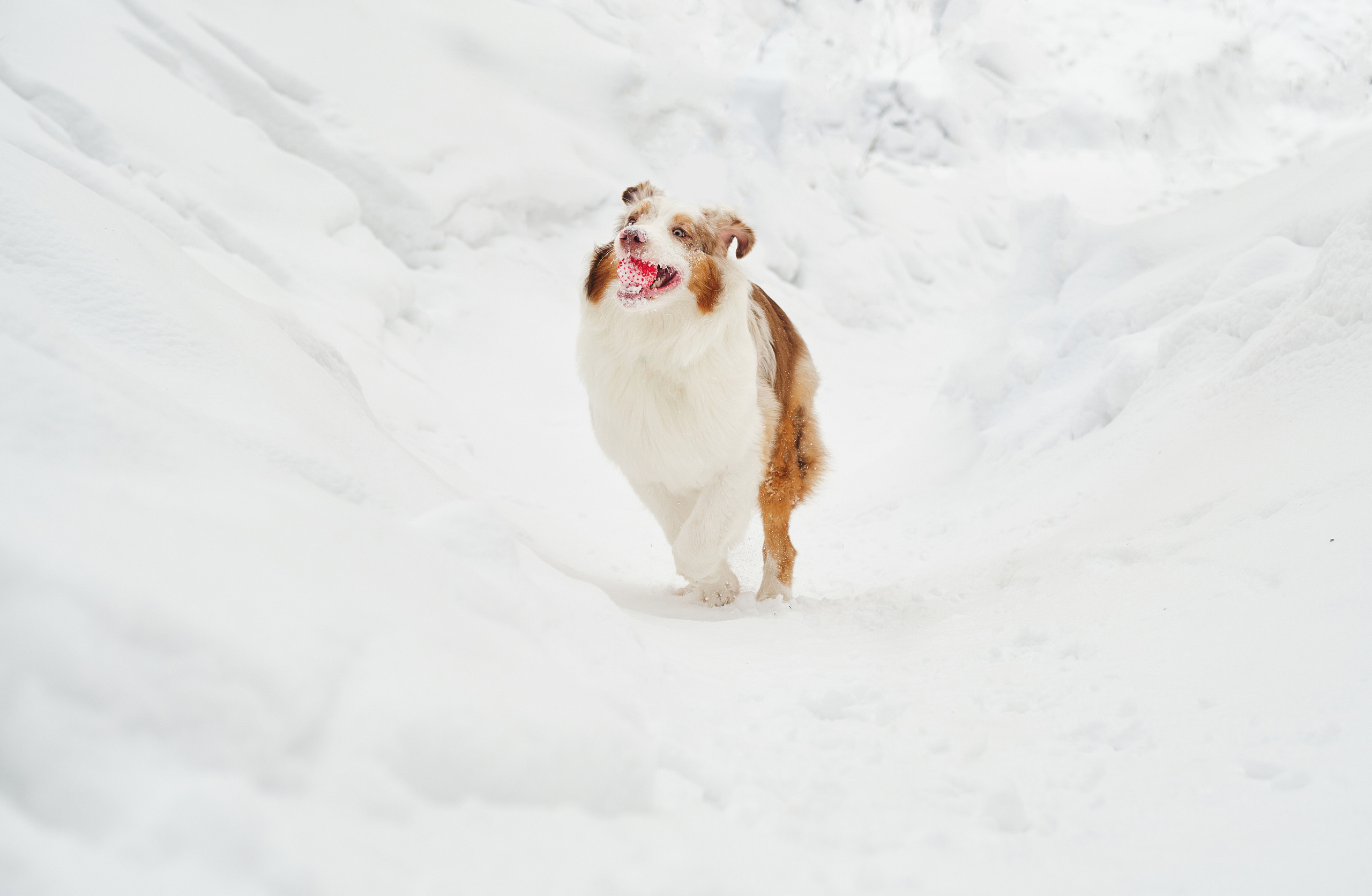 Фотосессия хозяйки с собакой. Профессиональный фотограф в Москве — Максим Дьяконов
