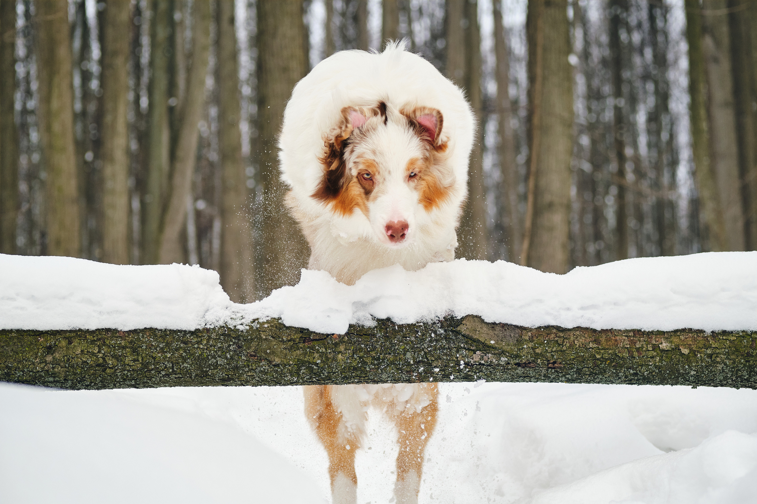 Фотосессия хозяйки с собакой. Профессиональный фотограф в Москве — Максим Дьяконов