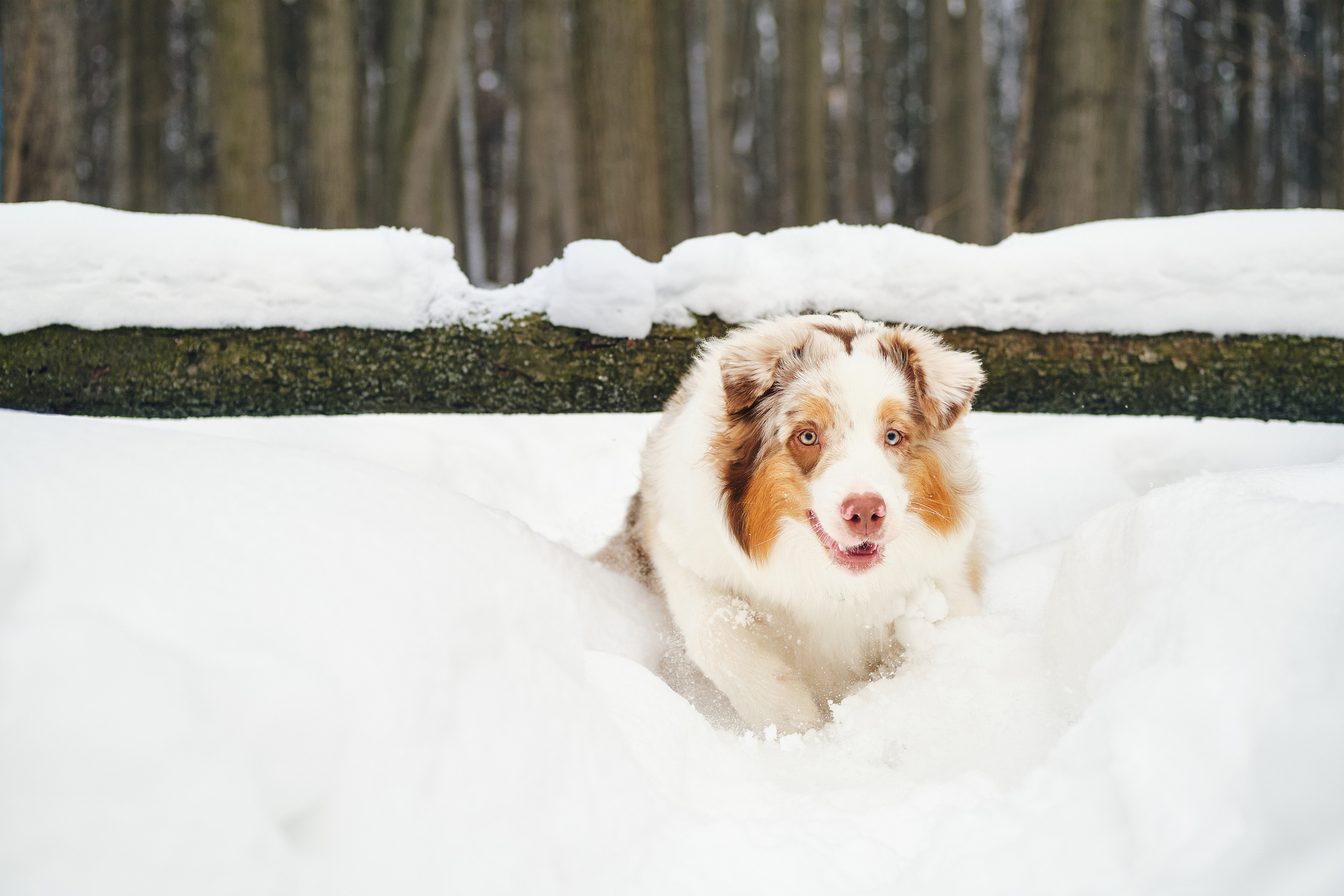 Фотосессия хозяйки с собакой. Профессиональный фотограф в Москве — Максим Дьяконов