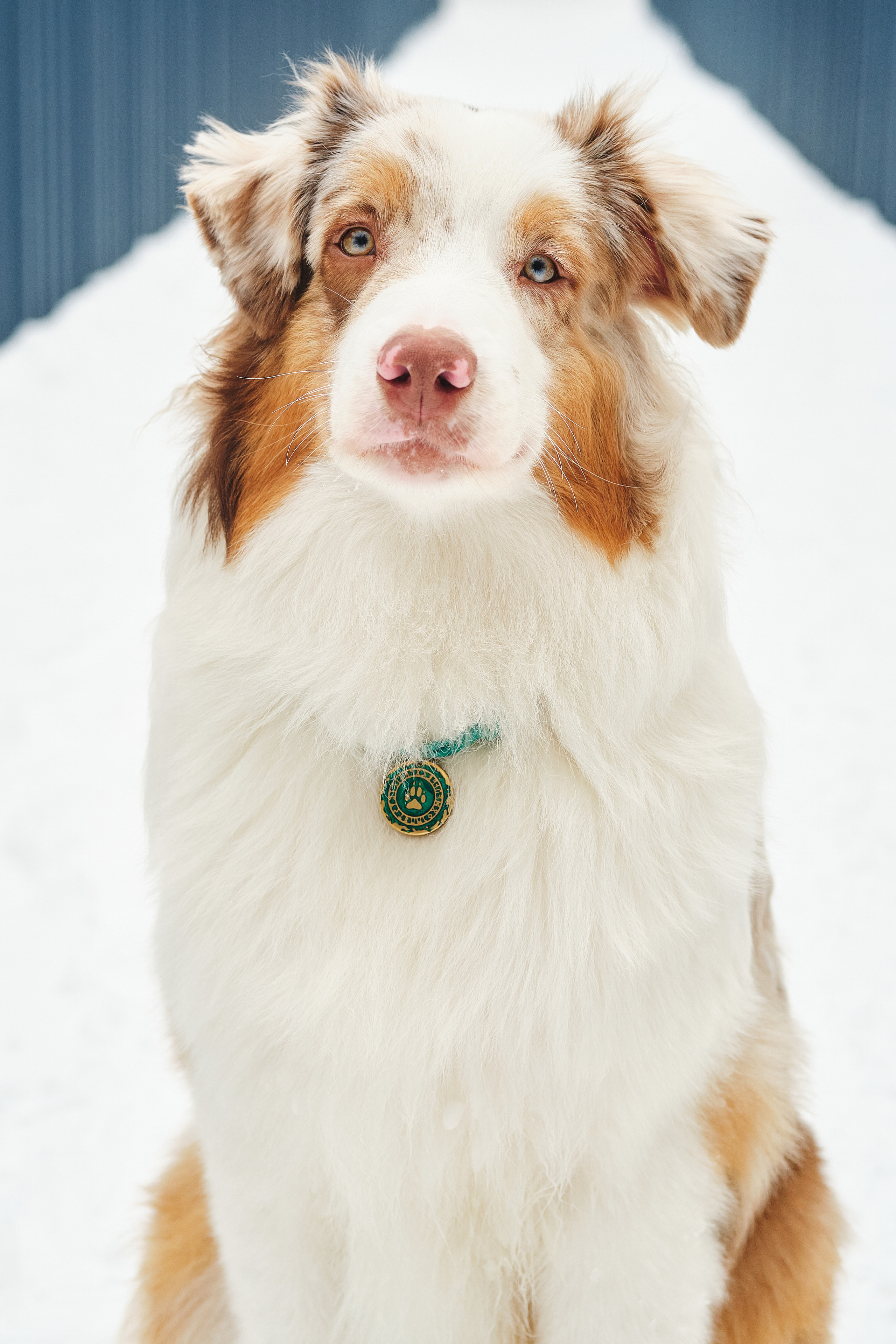 Фотосессия хозяйки с собакой. Профессиональный фотограф в Москве — Максим Дьяконов