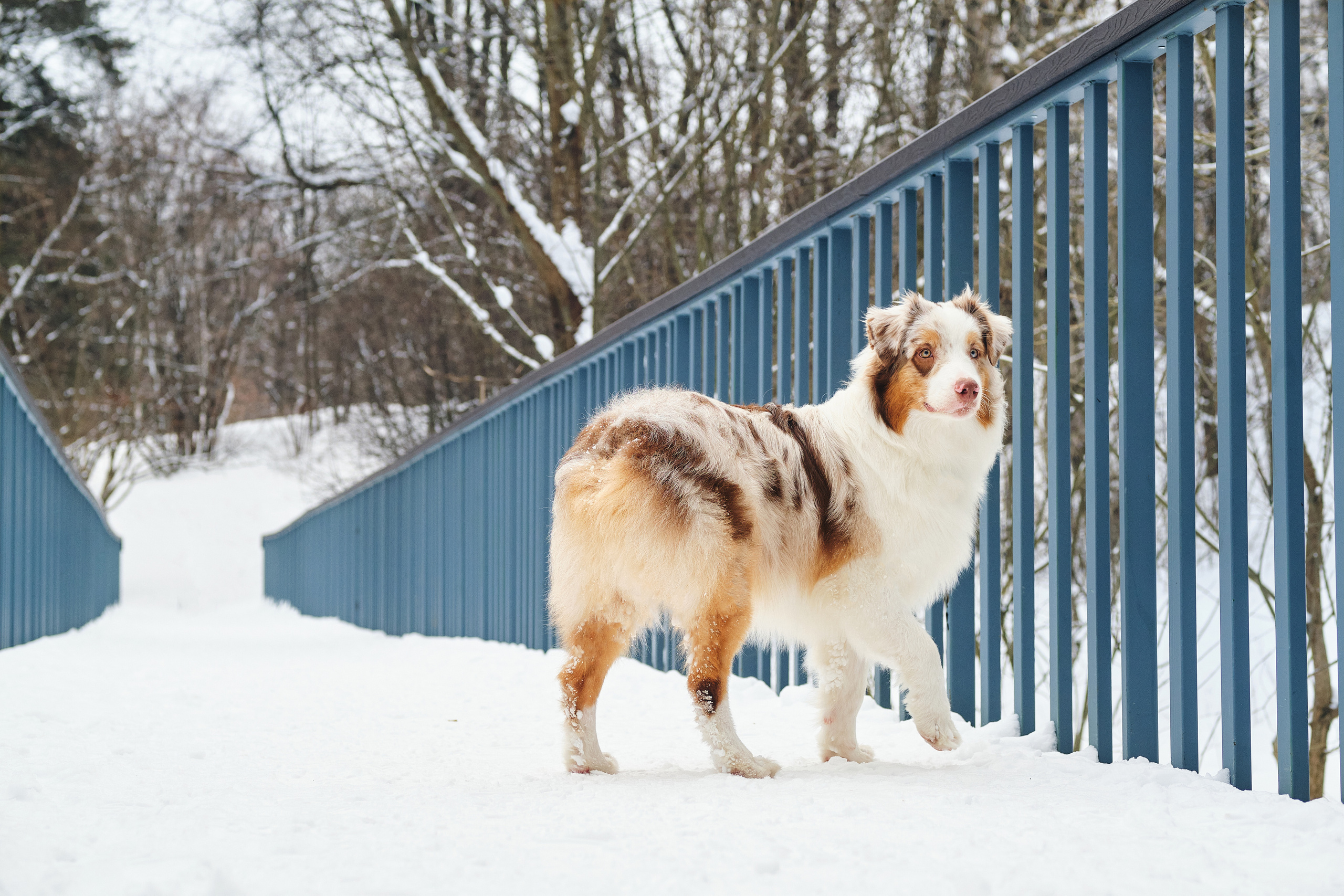 Фотосессия хозяйки с собакой. Профессиональный фотограф в Москве — Максим Дьяконов