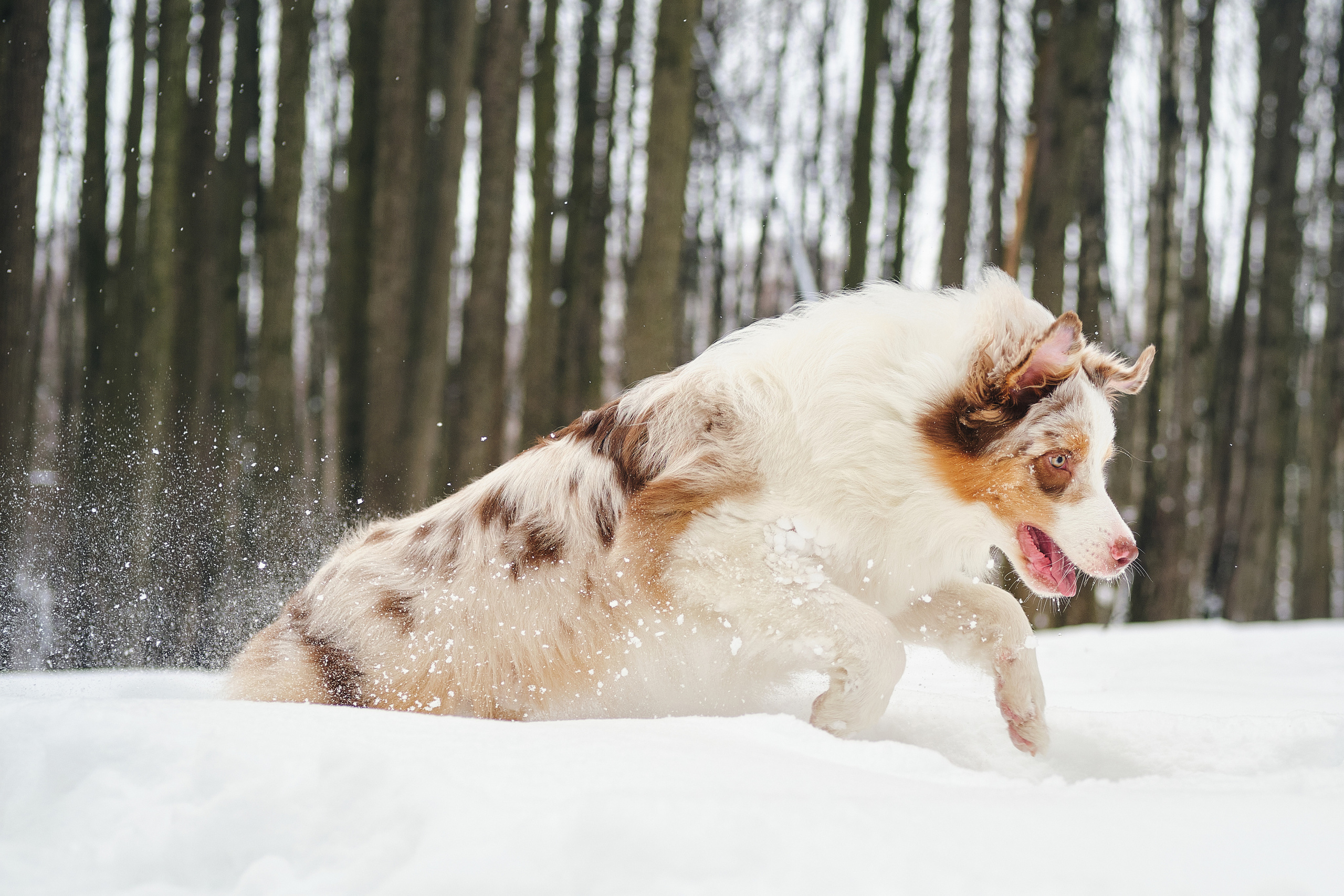Фотосессия хозяйки с собакой. Профессиональный фотограф в Москве — Максим Дьяконов