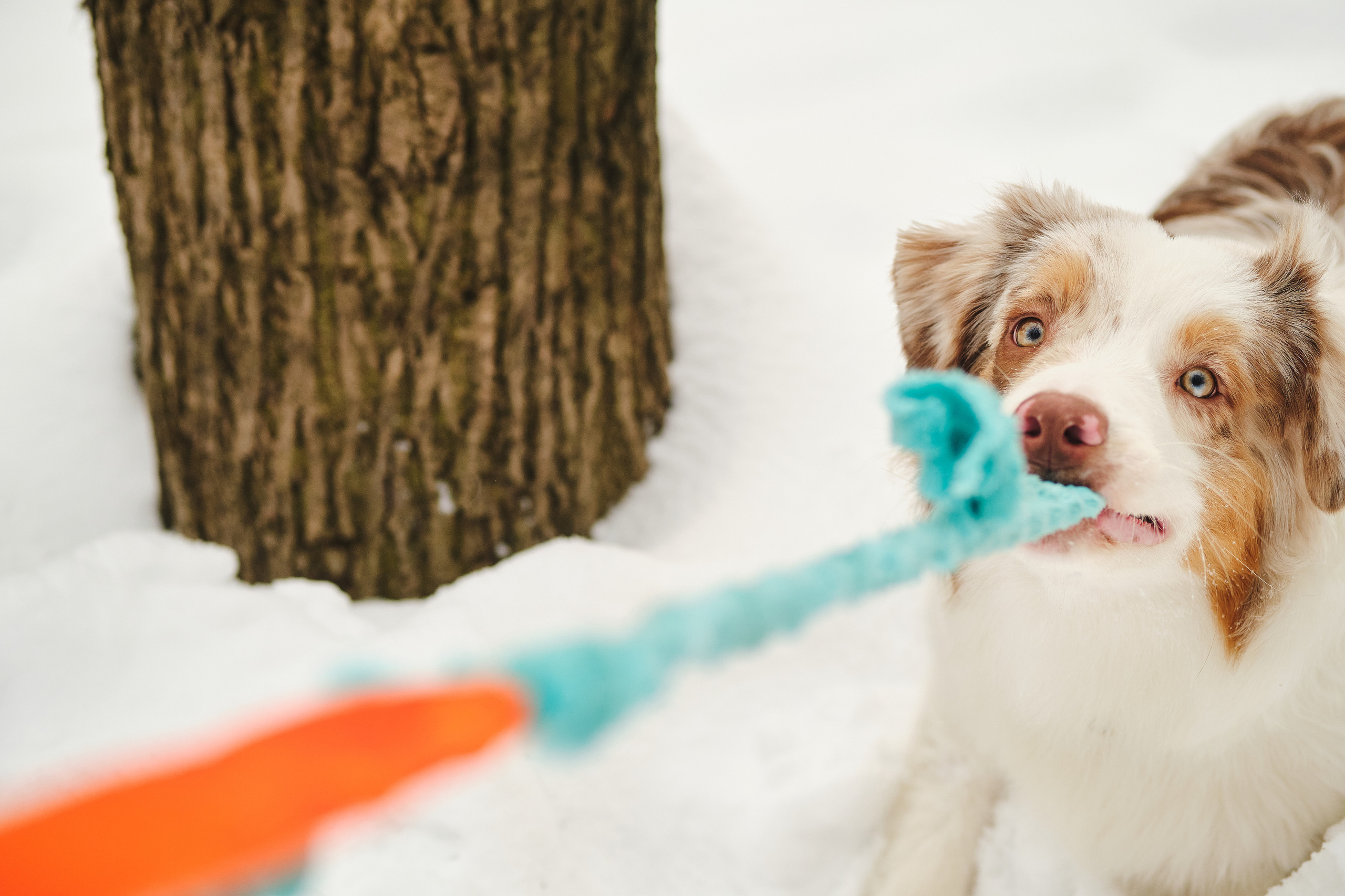 Фотосессия хозяйки с собакой. Профессиональный фотограф в Москве — Максим Дьяконов