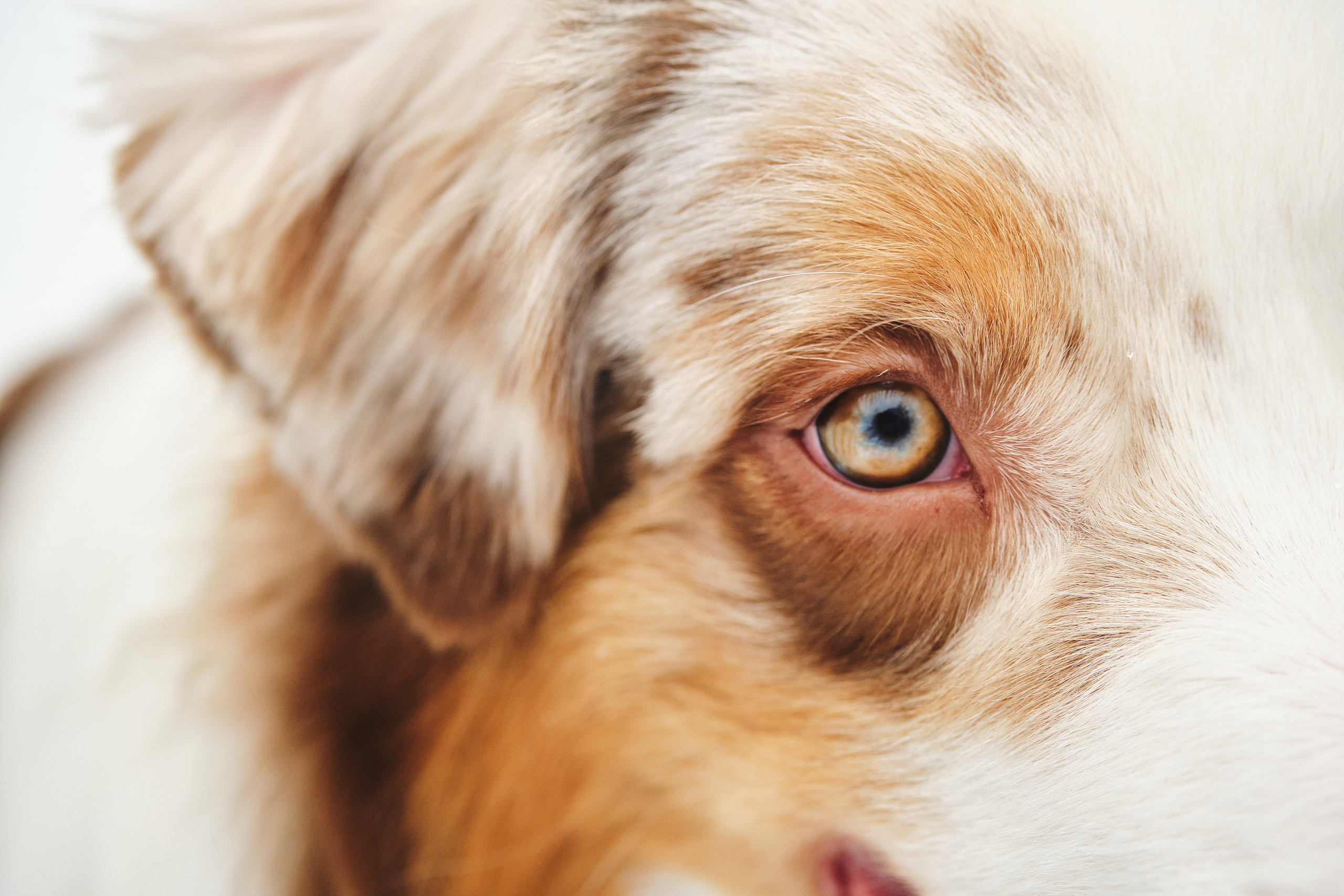 Фотосессия хозяйки с собакой. Профессиональный фотограф в Москве — Максим Дьяконов