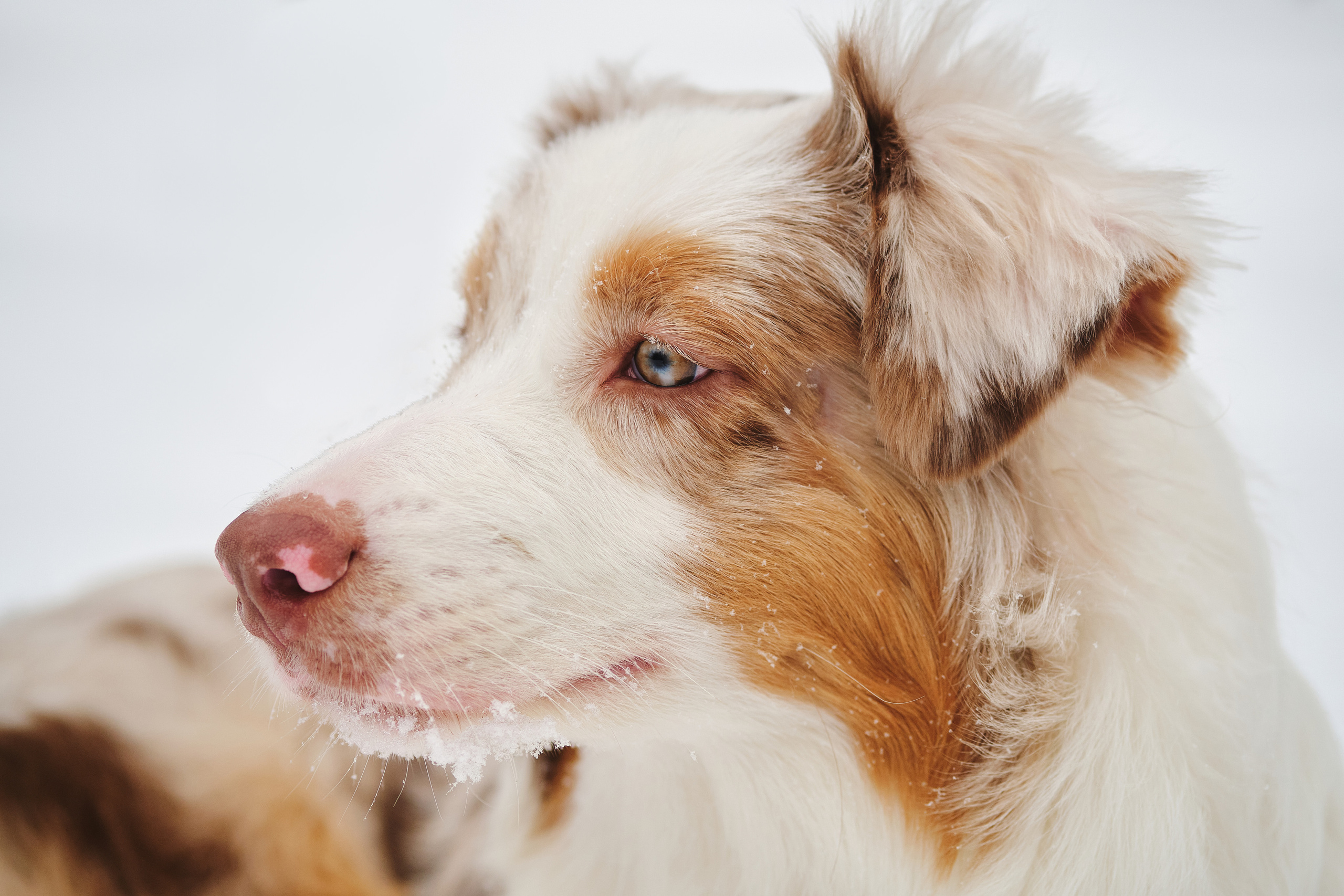 Фотосессия хозяйки с собакой. Профессиональный фотограф в Москве — Максим Дьяконов